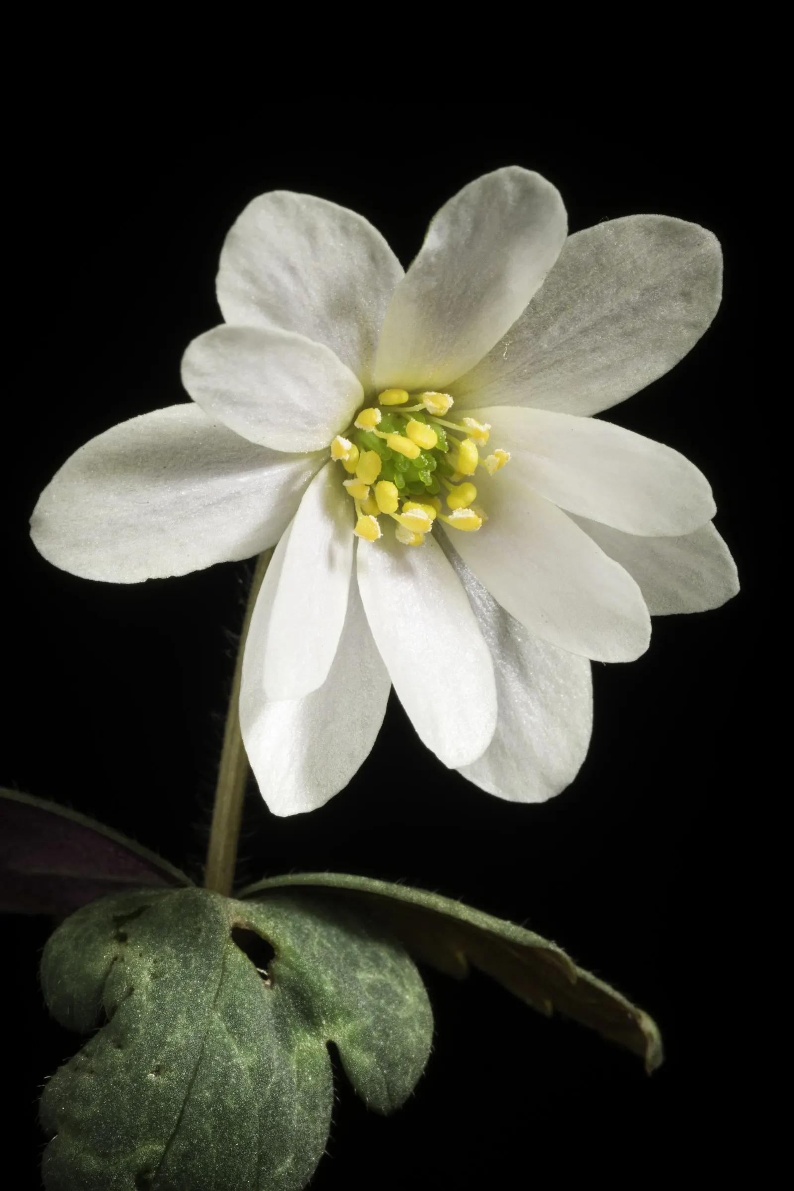 White Japanese Anemone (Anemone X Hybrida 'Alba') — This hybrid boasts pristine white flowers