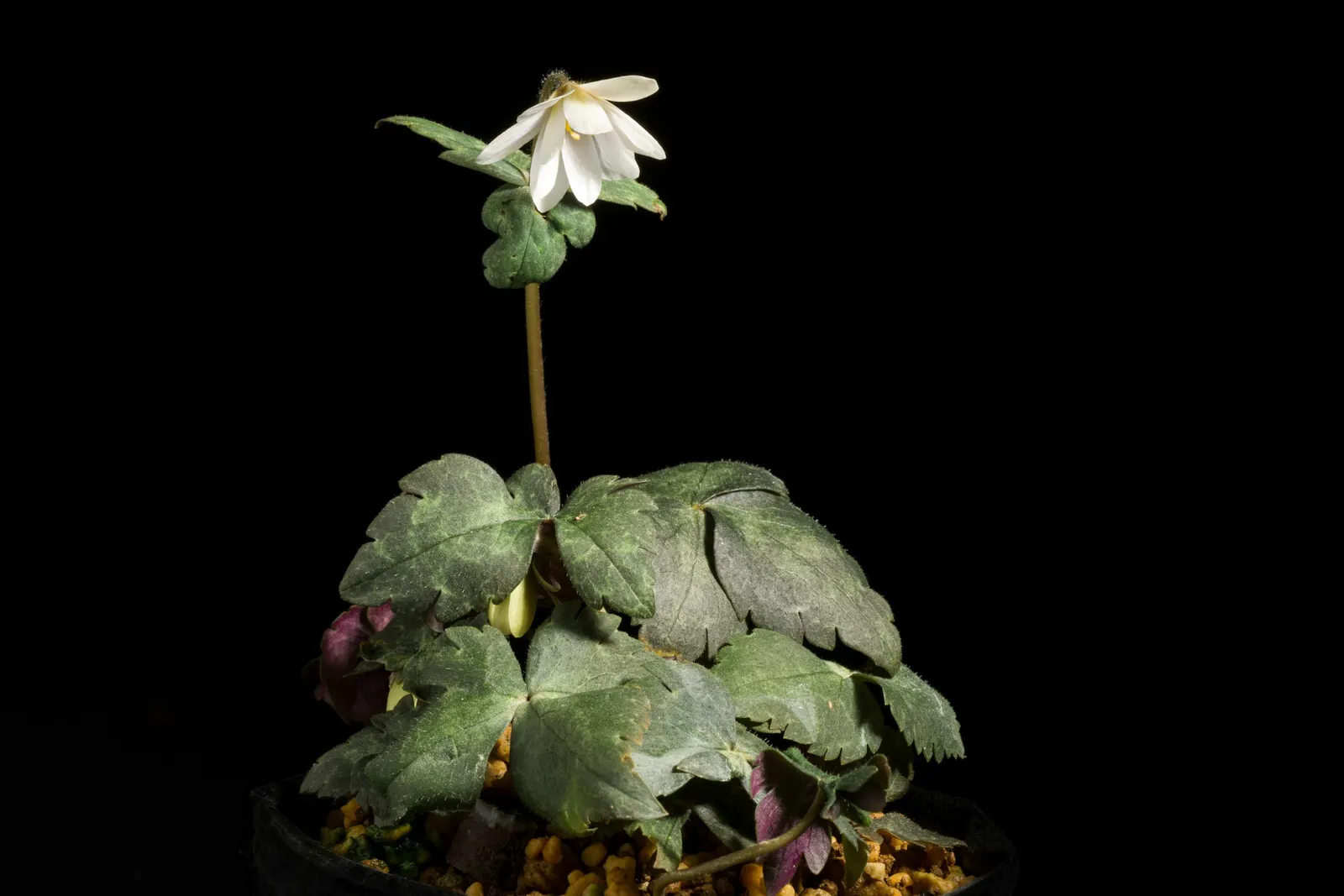 White Japanese Anemone (Anemone X Hybrida 'Alba') — This perennial reaches 3 to 4 feet in height and spreads about 18 to 24 inches, ideal for mid-border