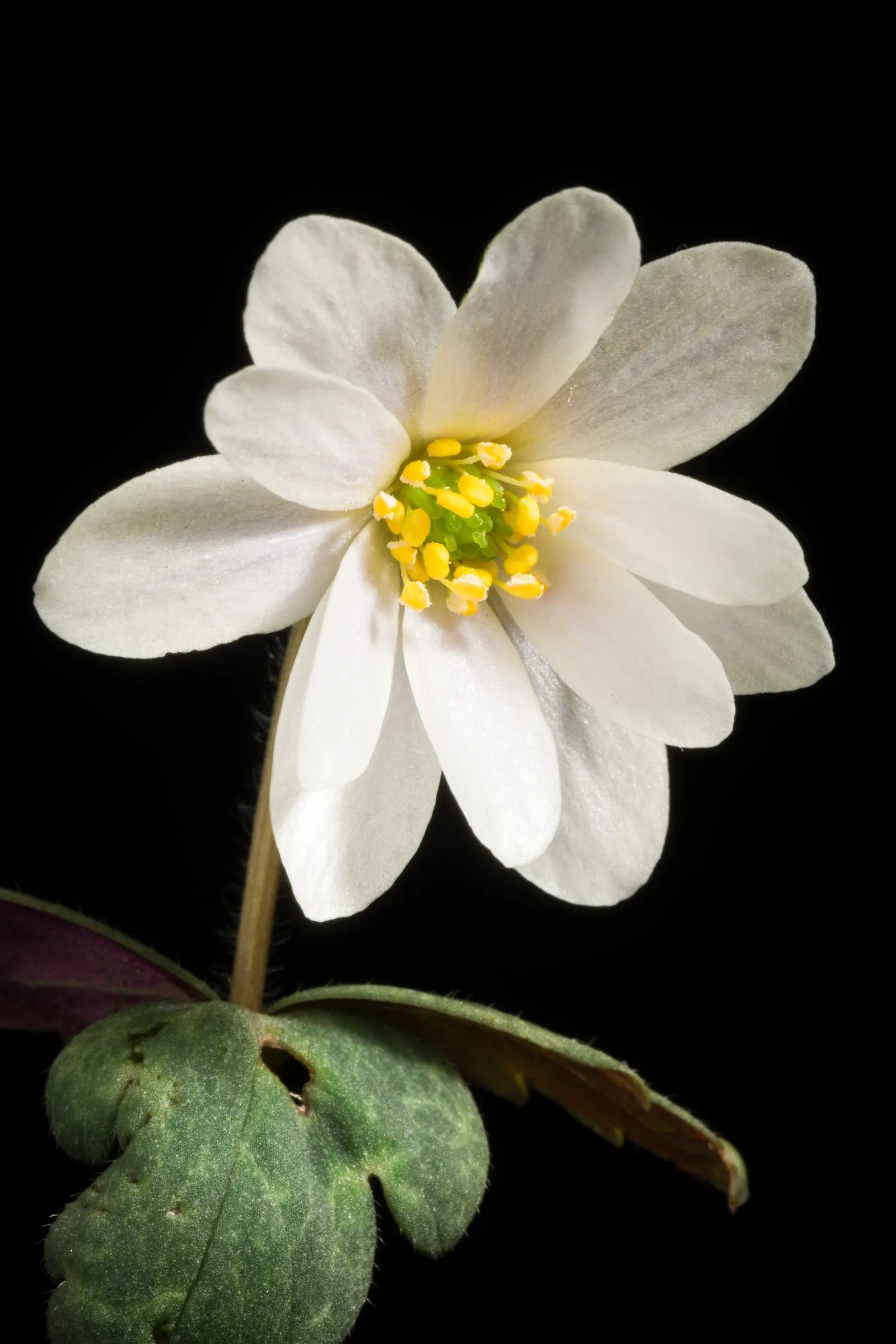 White Japanese Anemone (Anemone X Hybrida 'Alba') — scientifically recognized as Anemone x hybrida 'Honorine Jobert'