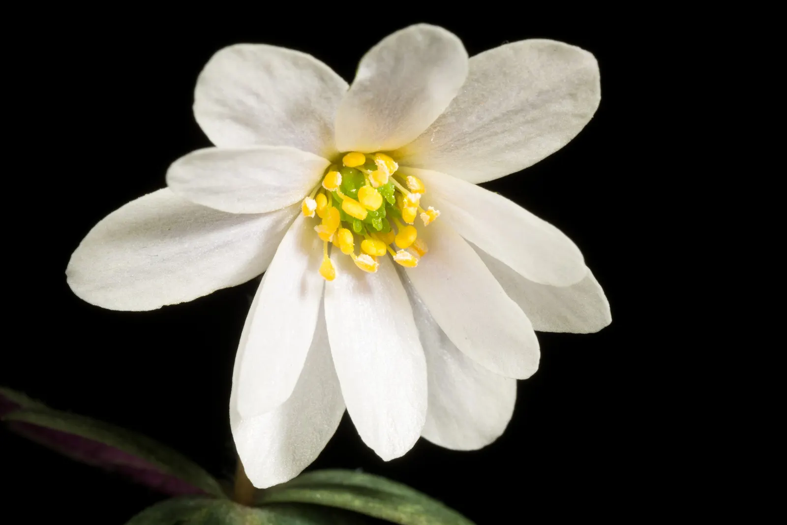 White Japanese Anemone (Anemone X Hybrida 'Alba') — attracting pollinators such as butterflies to enhance the garden's biodiversity
