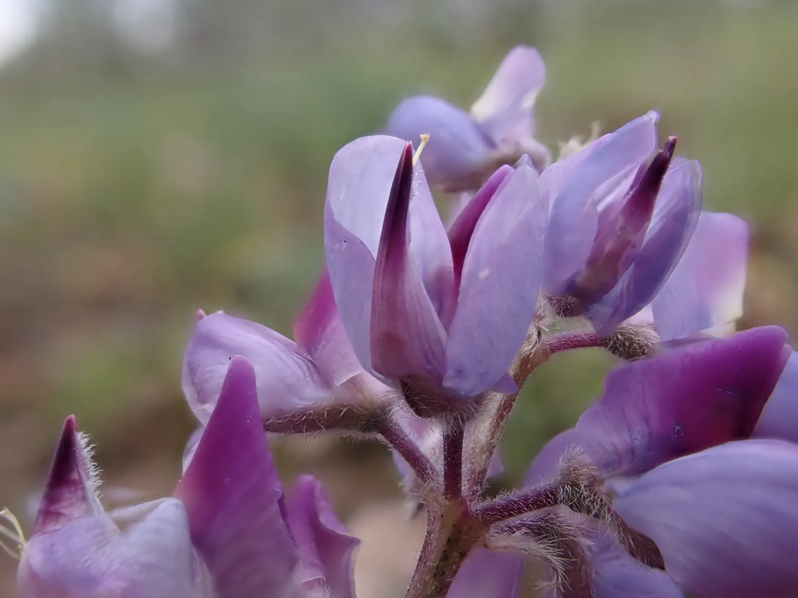 Pacific Lupine (Lupinus Lepidus) — perfect for restoration projects; a perennial reaching 1-2 feet tall, it showcases vibrant blue to violet spikes, image 92
