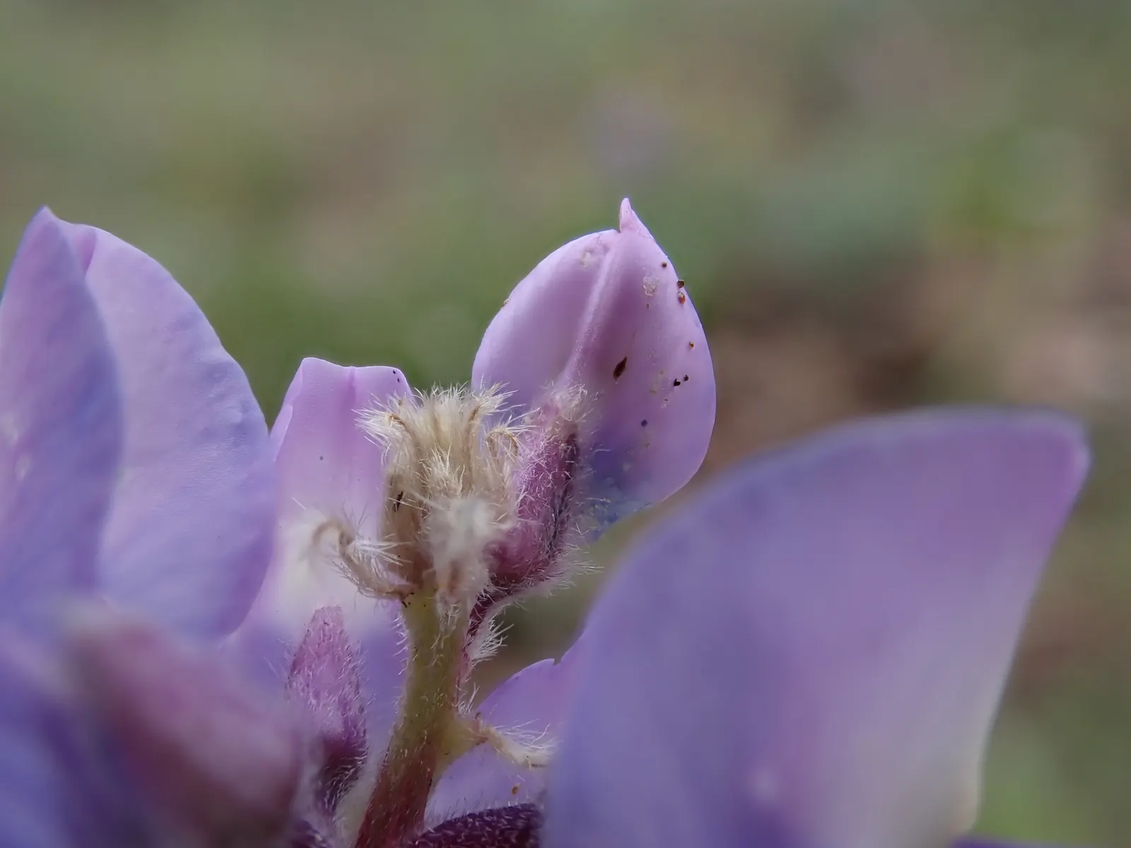 Pacific Lupine (Lupinus Lepidus) — Incorporate this stunning plant to attract pollinators such as bees and butterflies; blue and purple flowers in, image 83