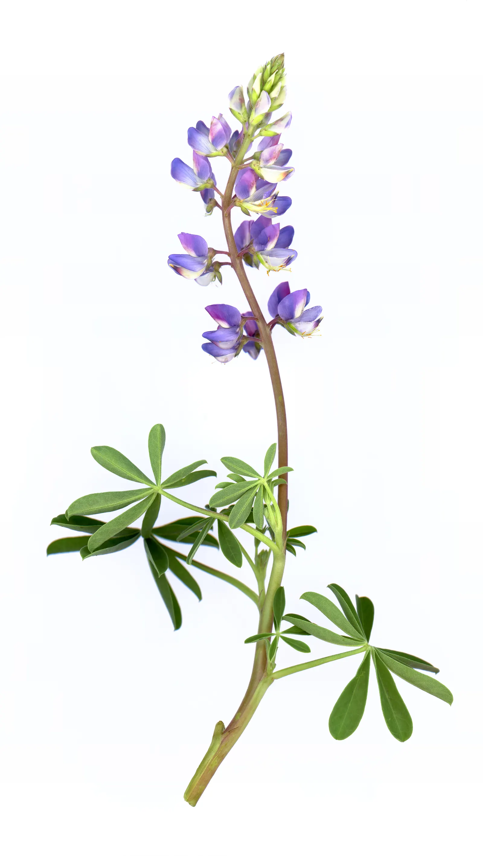 Pacific Lupine (Lupinus Lepidus) — ground cover / perennial for full