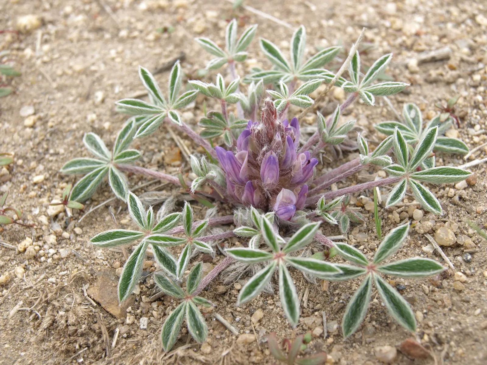 Pacific Lupine (Lupinus Lepidus) — The Pacific Lupine blooms profusely in dense, erect spikes measuring 3 to 7 inches tall; this lupine species is, image 74