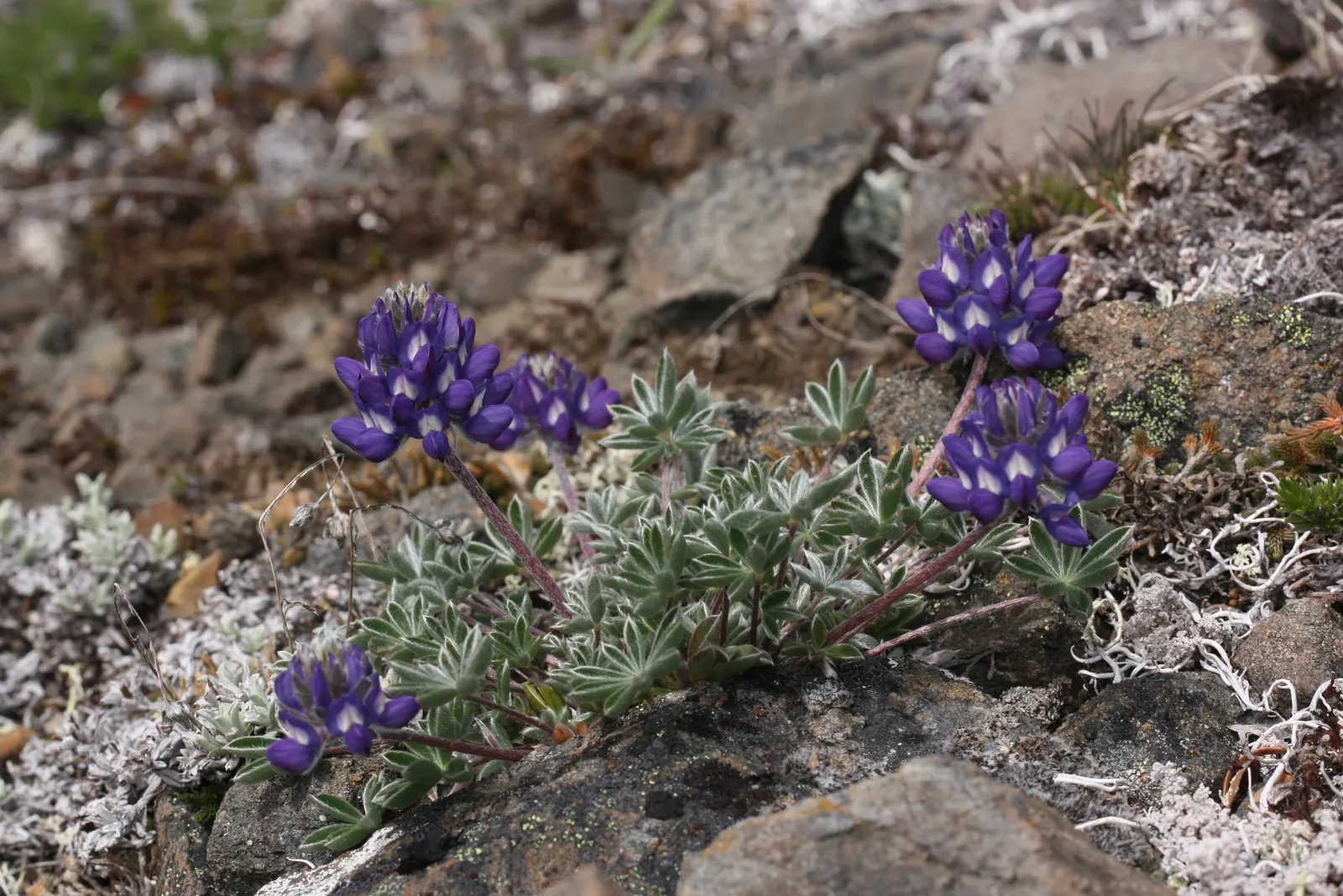 Pacific Lupine (Lupinus Lepidus) — sometimes with accents of pink or white; space plants about 1 foot apart for a lush, colorful display