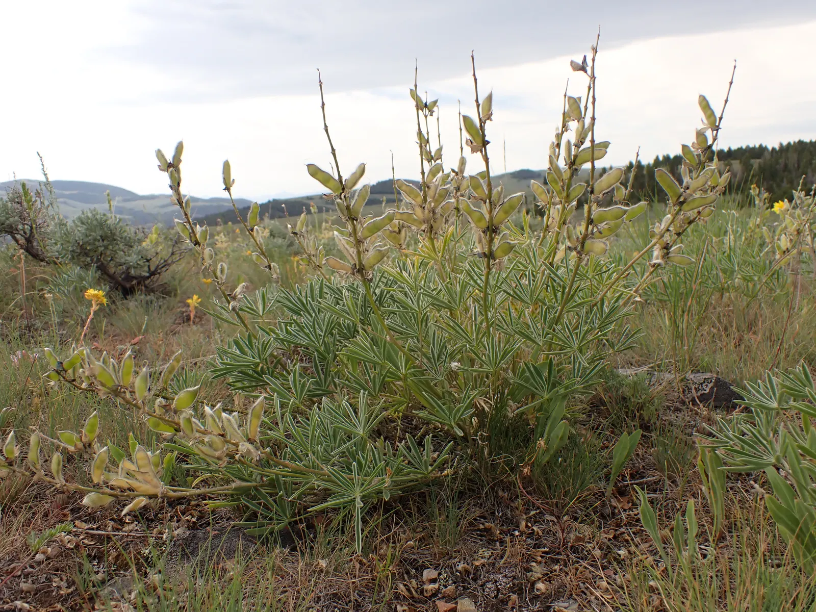 Pacific Lupine (Lupinus Lepidus) — Each individual flower is a delicate showcase of blue to violet hues; ground cover / perennial for full, image 75