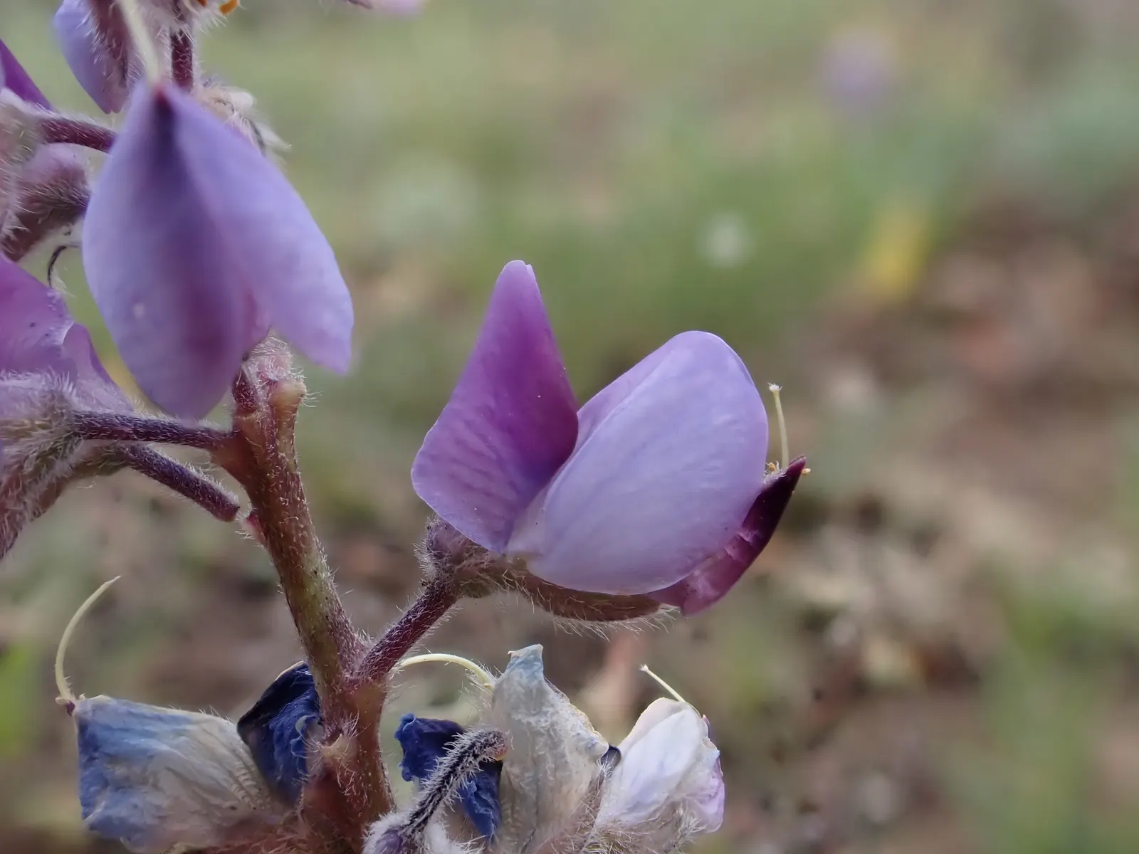 Pacific Lupine (Lupinus Lepidus) — keep in mind its moderate stature; which can be toxic if ingested, image 70