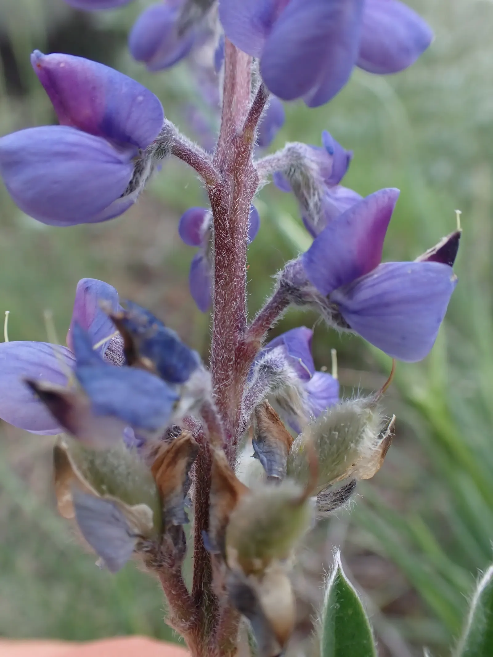 Pacific Lupine (Lupinus Lepidus) — As a drought-tolerant plant; these leaves are typically 1 to 3 inches long