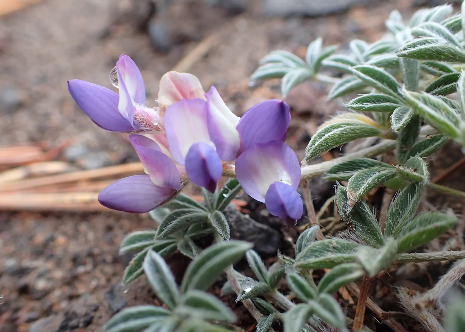 Pacific Lupine (Lupinus Lepidus) — blue and purple flowers in the garden