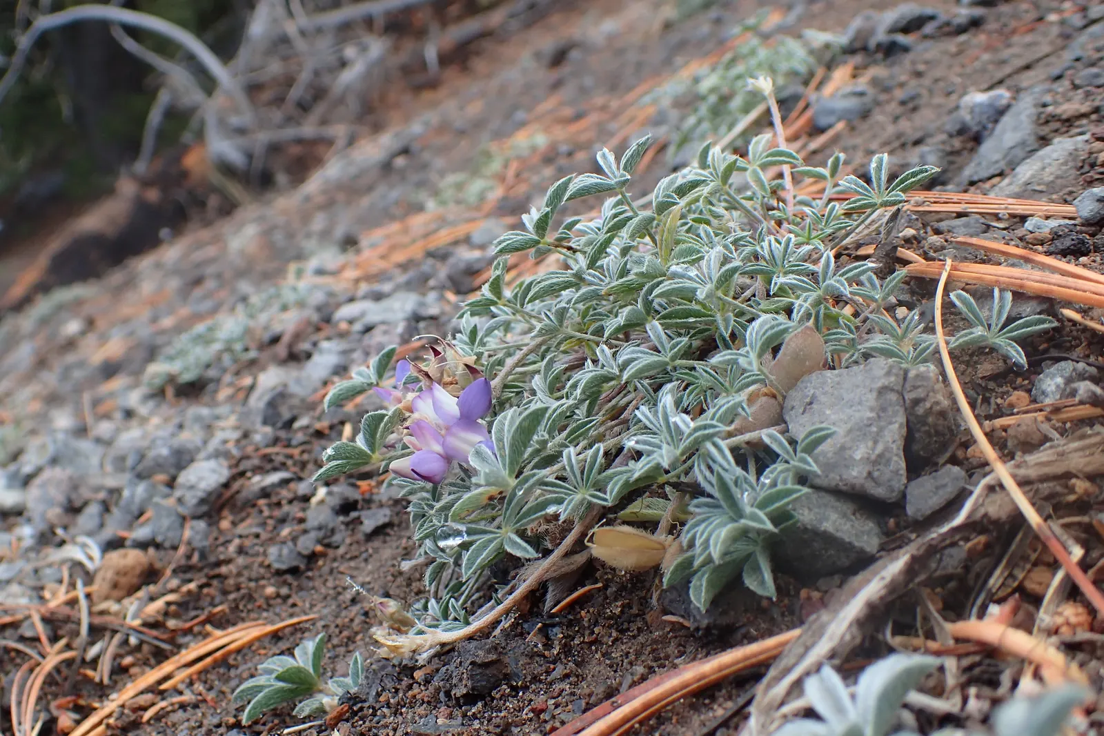Pacific Lupine (Lupinus Lepidus) — perfect for restoration projects