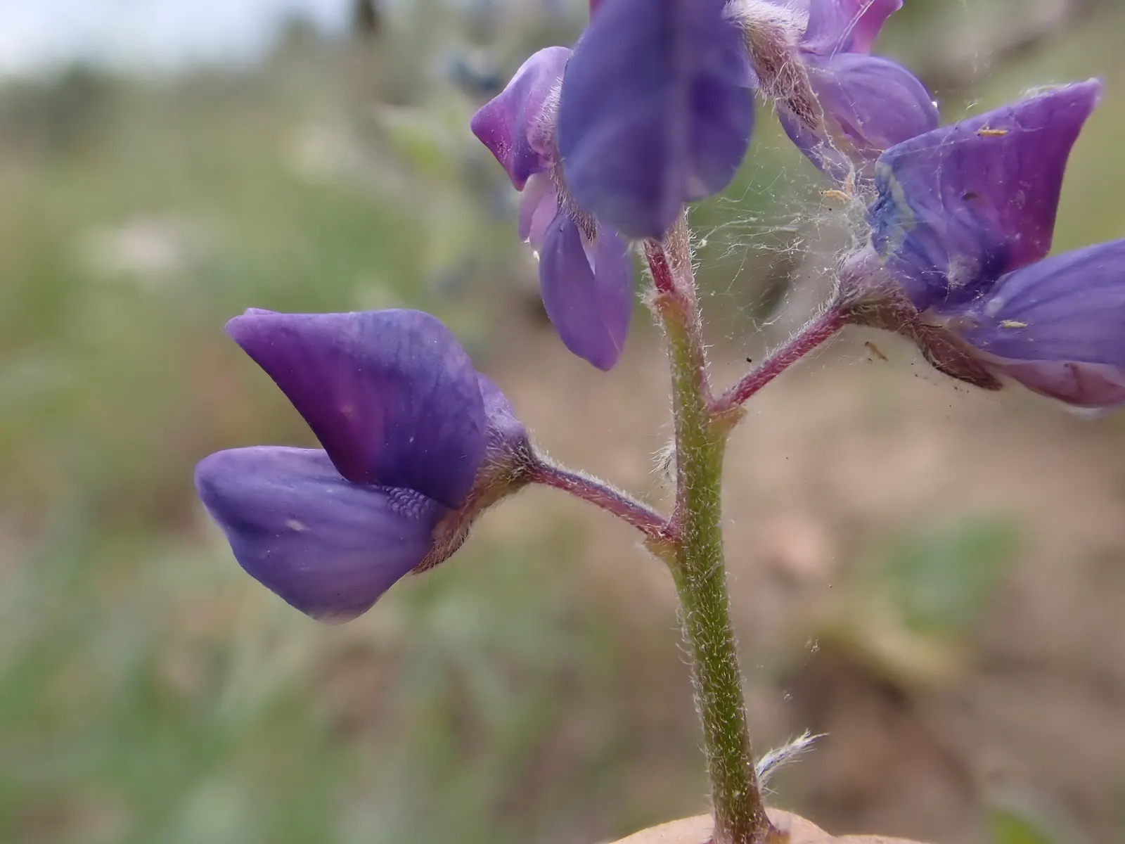 Pacific Lupine (Lupinus Lepidus) — ultimately supporting local ecosystems and adding life to your design; perfect for restoration projects