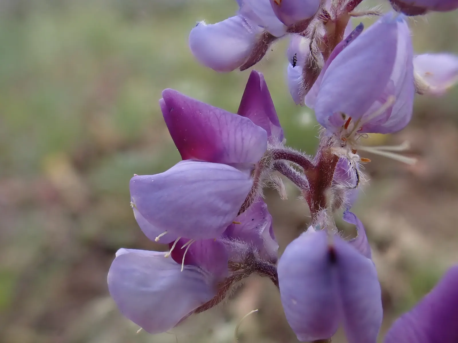 Pacific Lupine (Lupinus Lepidus) — ground cover / perennial with blue and purple blooms