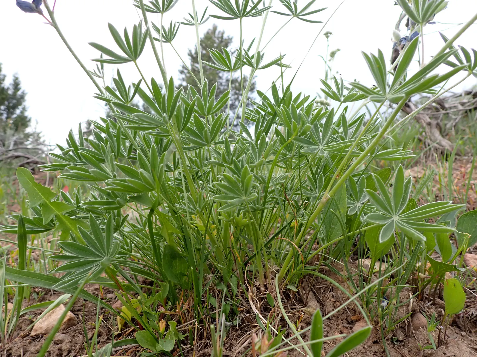 Pacific Lupine (Lupinus Lepidus) — Space plants about 1 foot apart for a lush, colorful display