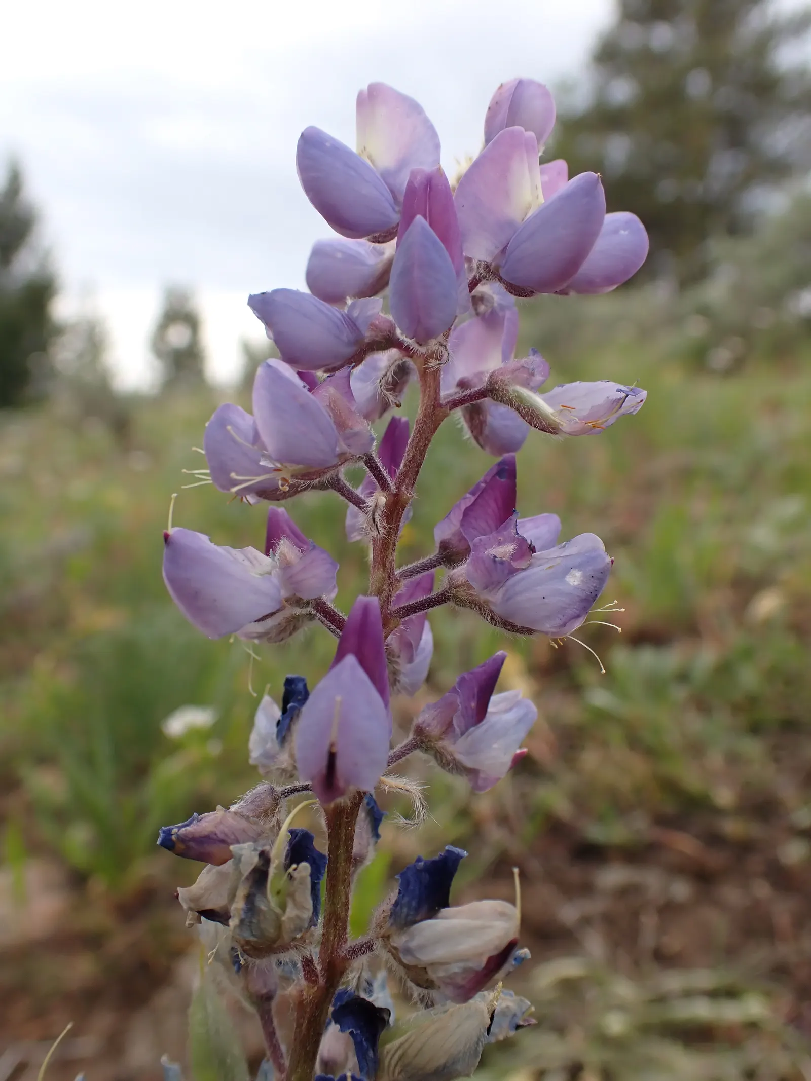 Pacific Lupine (Lupinus Lepidus) — making it a low-maintenance and eco-friendly option for your client's garden; ground cover / perennial with blue, image 79