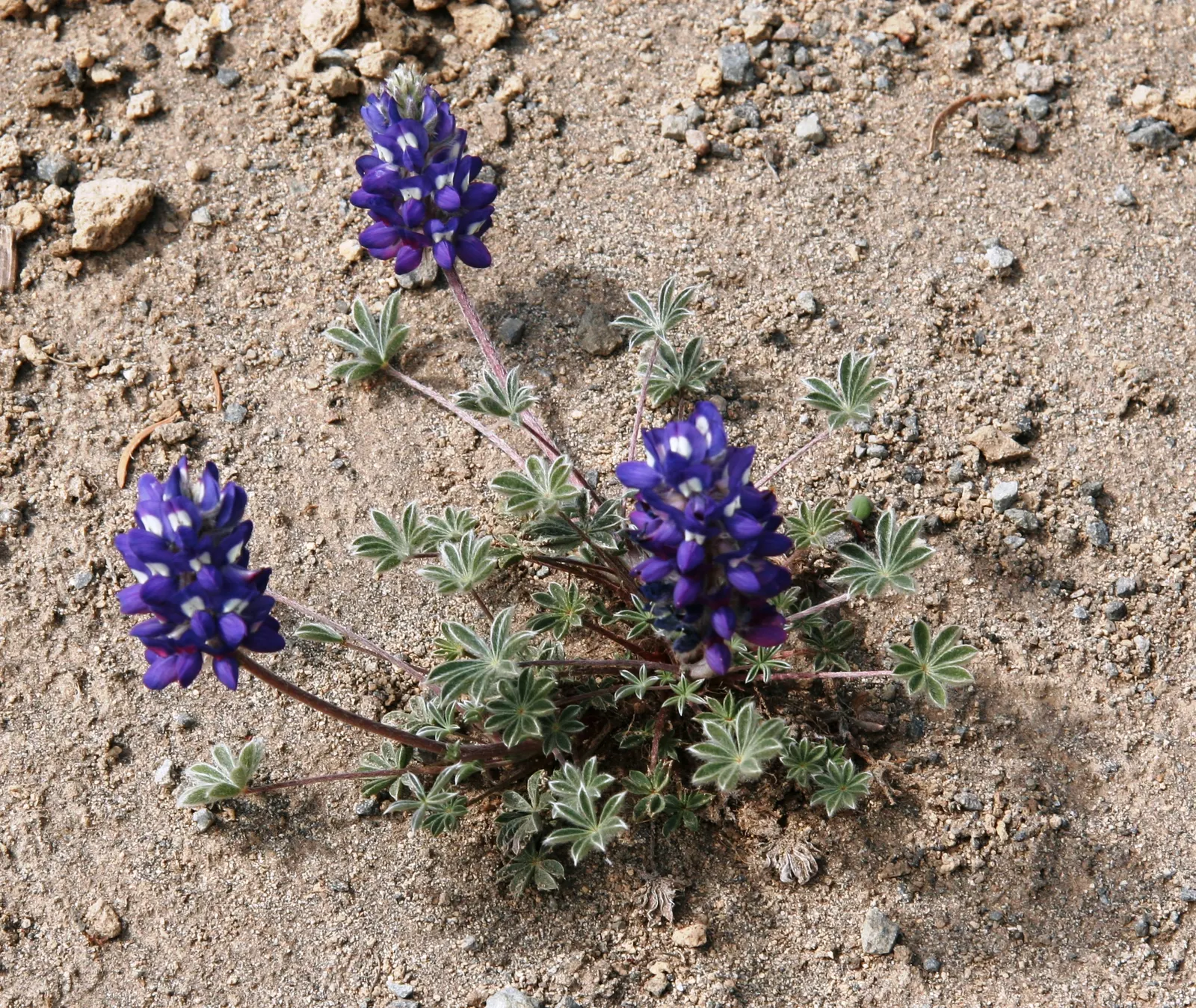 Pacific Lupine (Lupinus Lepidus) — Lupinus lepidus requires minimal watering; making it a low-maintenance and eco-friendly option for your client's, image 78
