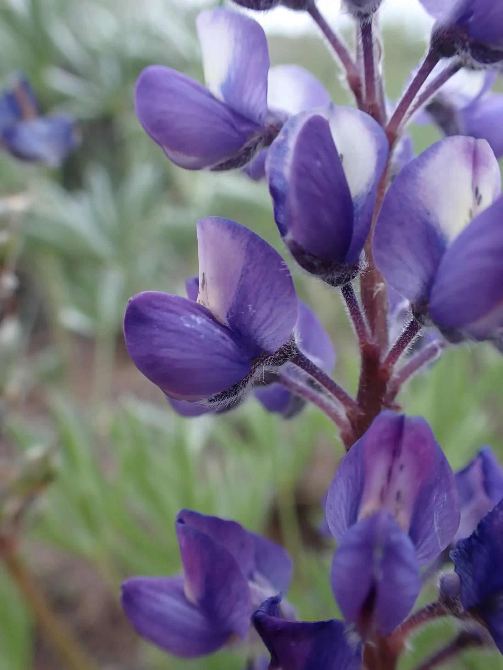 Pacific Lupine (Lupinus Lepidus) — Incorporate this stunning plant to attract pollinators such as bees and butterflies; blue and purple flowers in the garden