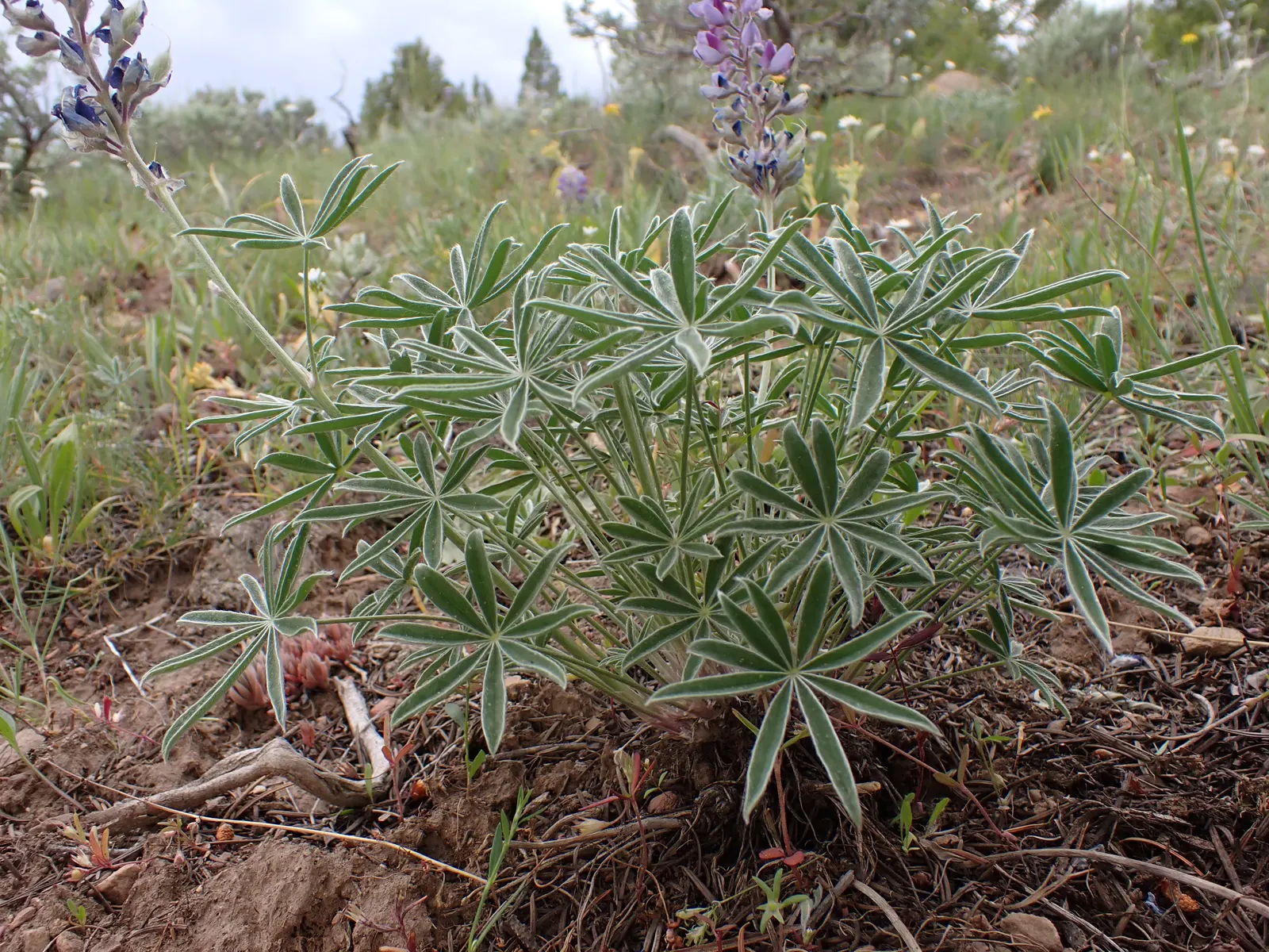 Pacific Lupine (Lupinus Lepidus) — When considering its integration into your garden design; the Pacific Lupine blooms profusely in dense, erect spikes