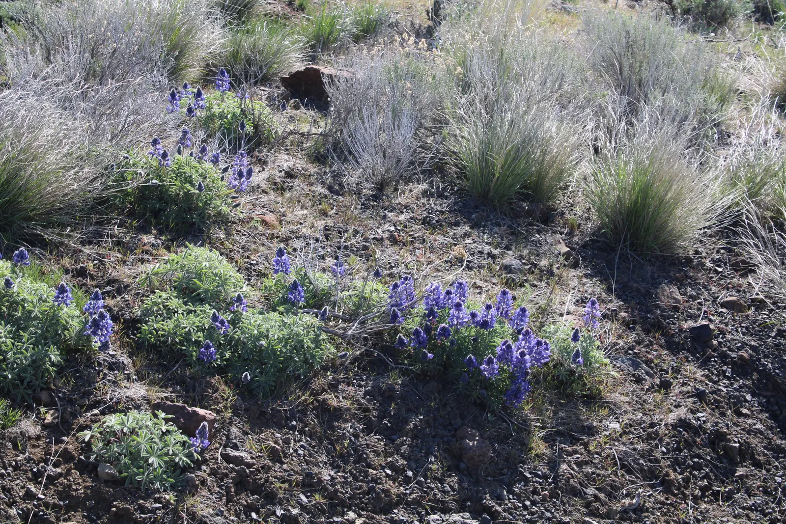 Pacific Lupine (Lupinus Lepidus) — each bearing 5 to 9 leaflets that create a whorled appearance reminiscent of a hand with outspread fingers