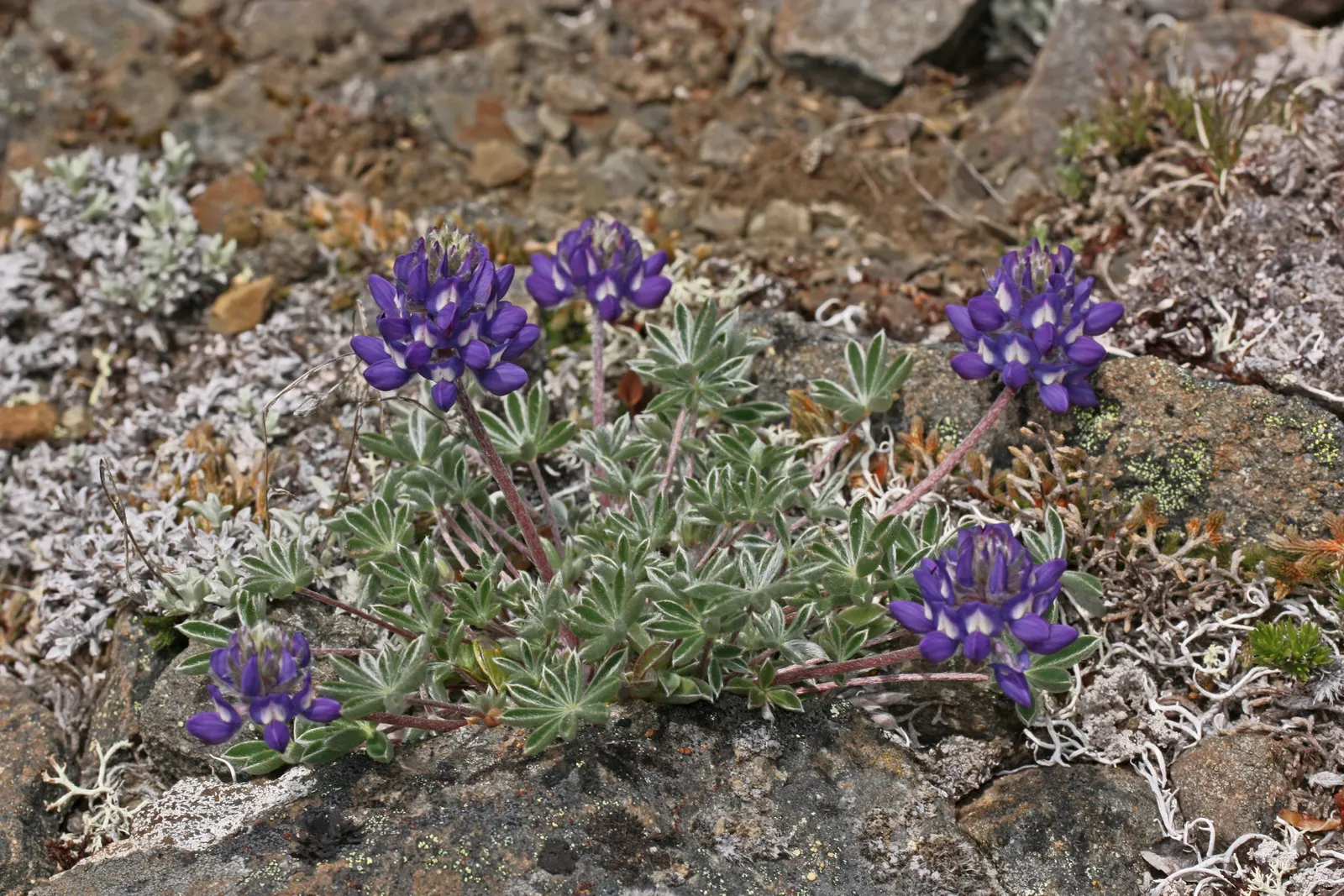 Pacific Lupine (Lupinus Lepidus) — As a drought-tolerant plant