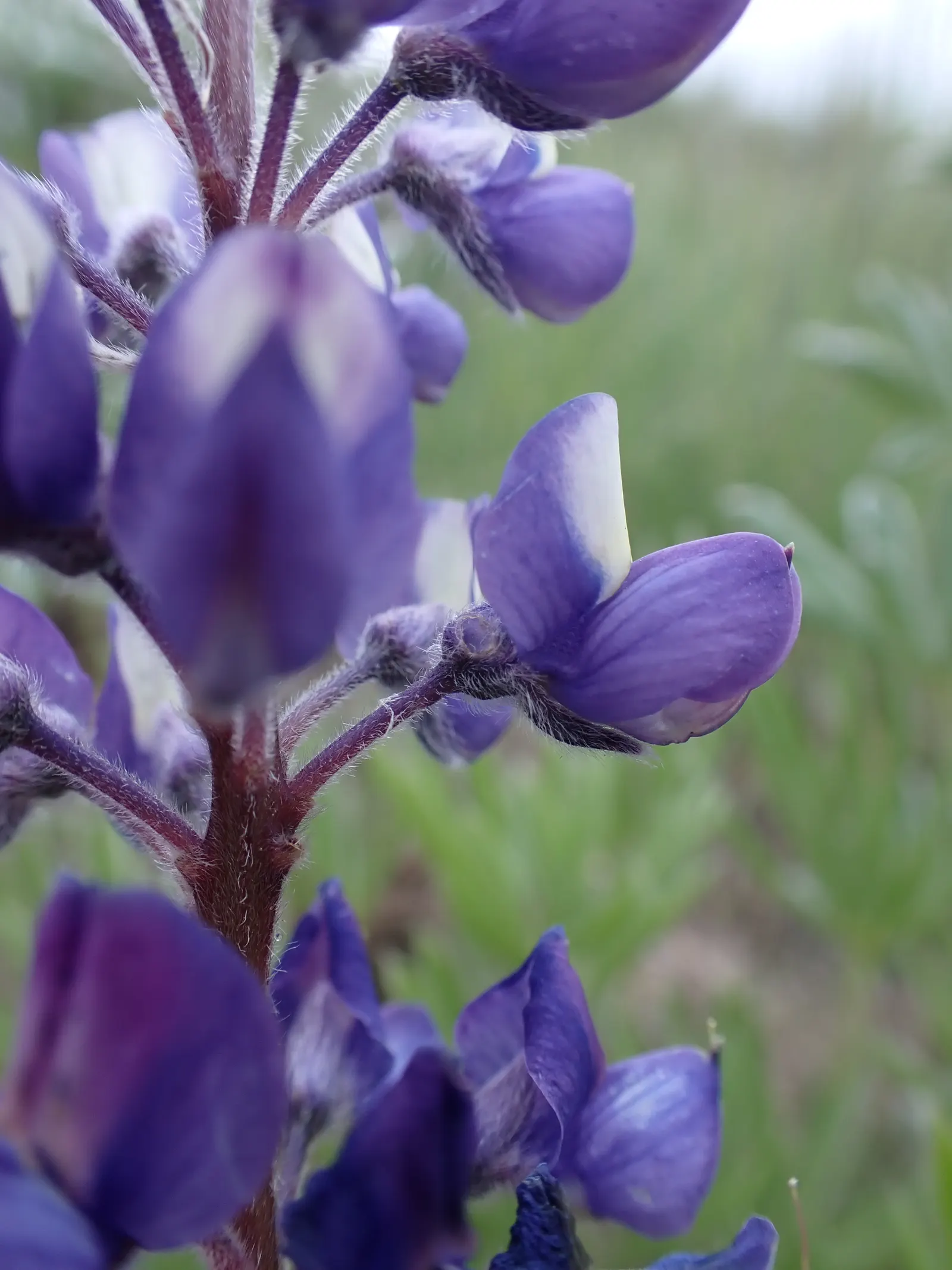 Pacific Lupine (Lupinus Lepidus) — sometimes with accents of pink or white