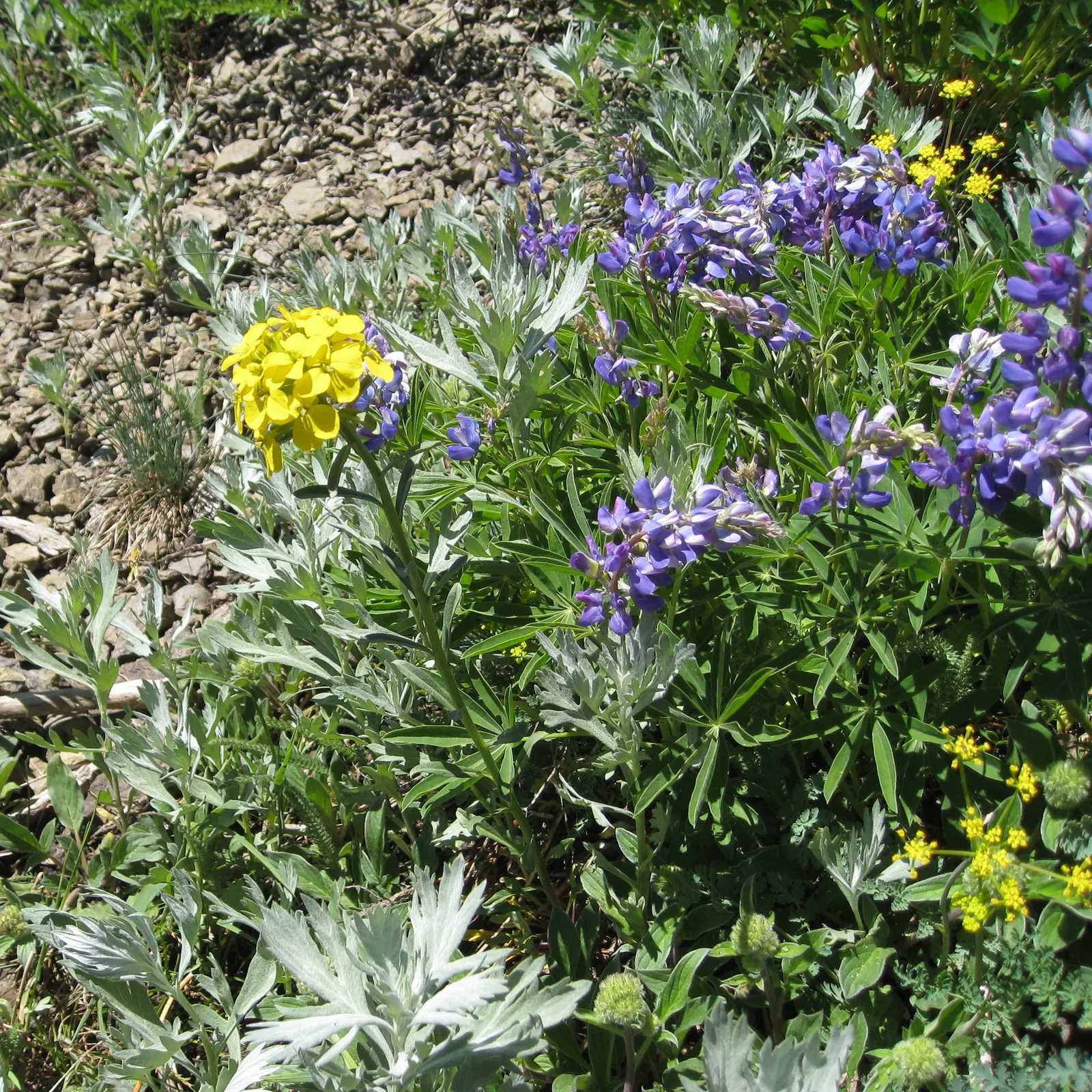 Pacific Lupine (Lupinus Lepidus) — expect an eye-catching display of flowers