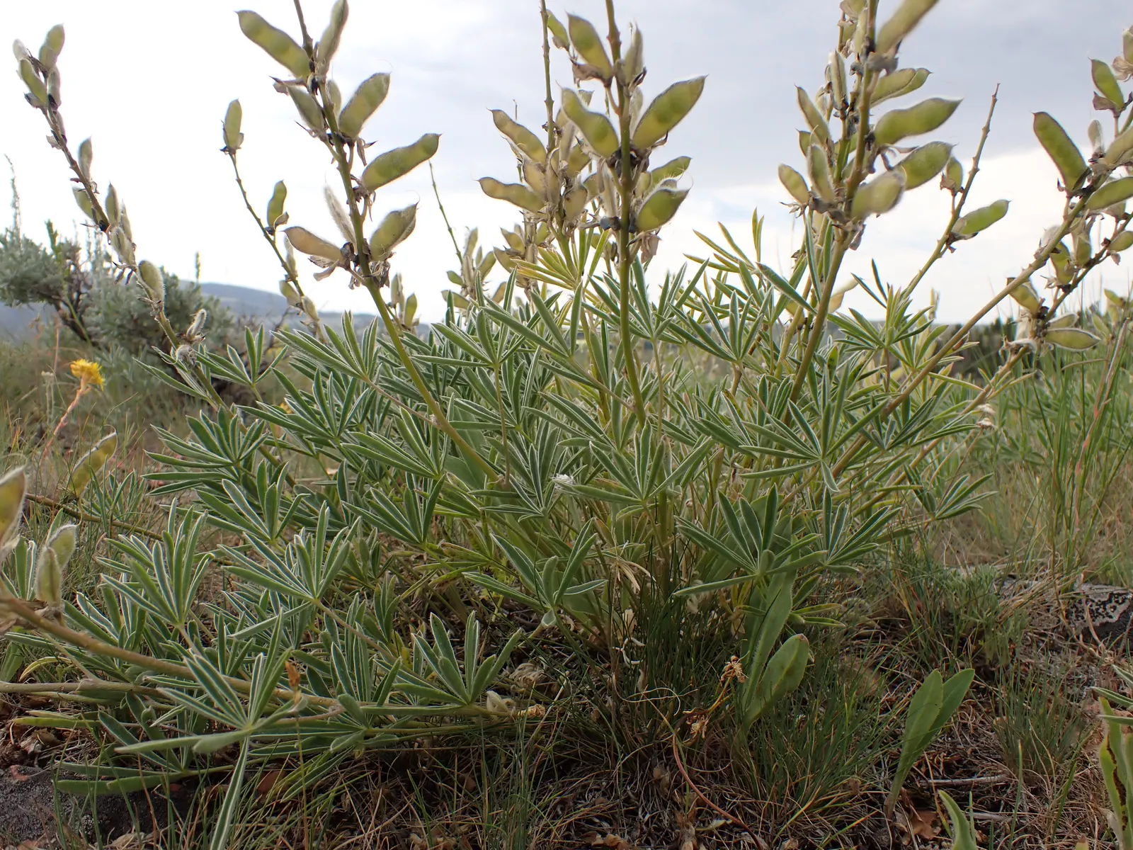 Pacific Lupine (Lupinus Lepidus) — Pacific Lupine (Lupinus lepidus) flourishes in U.S; this nitrogen-fixing legume enhances soil fertility