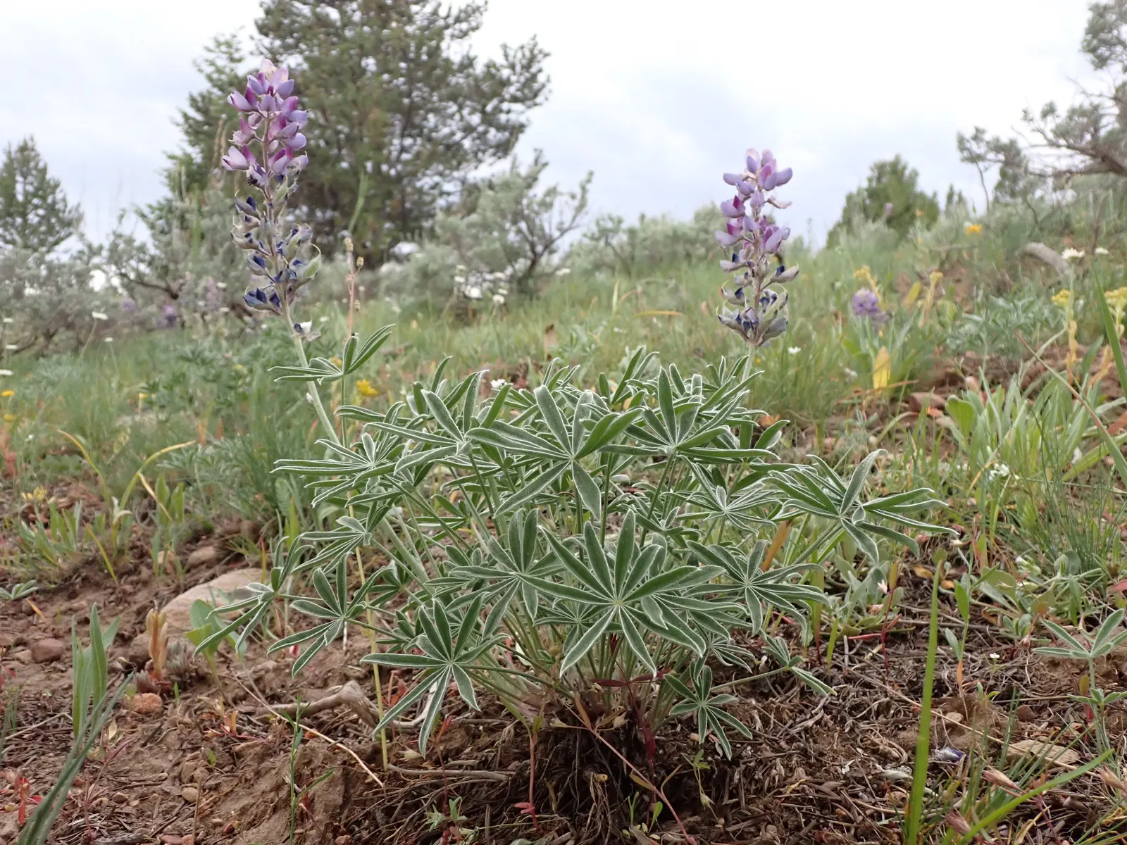 Pacific Lupine (Lupinus Lepidus) — Lupinus lepidus requires minimal watering