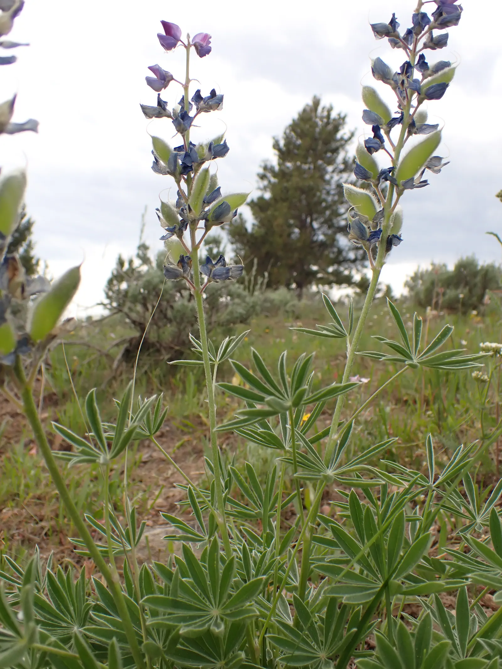 Pacific Lupine (Lupinus Lepidus) — Requires well-drained soil, moderately drought-resistant once established; this species is native to the western United