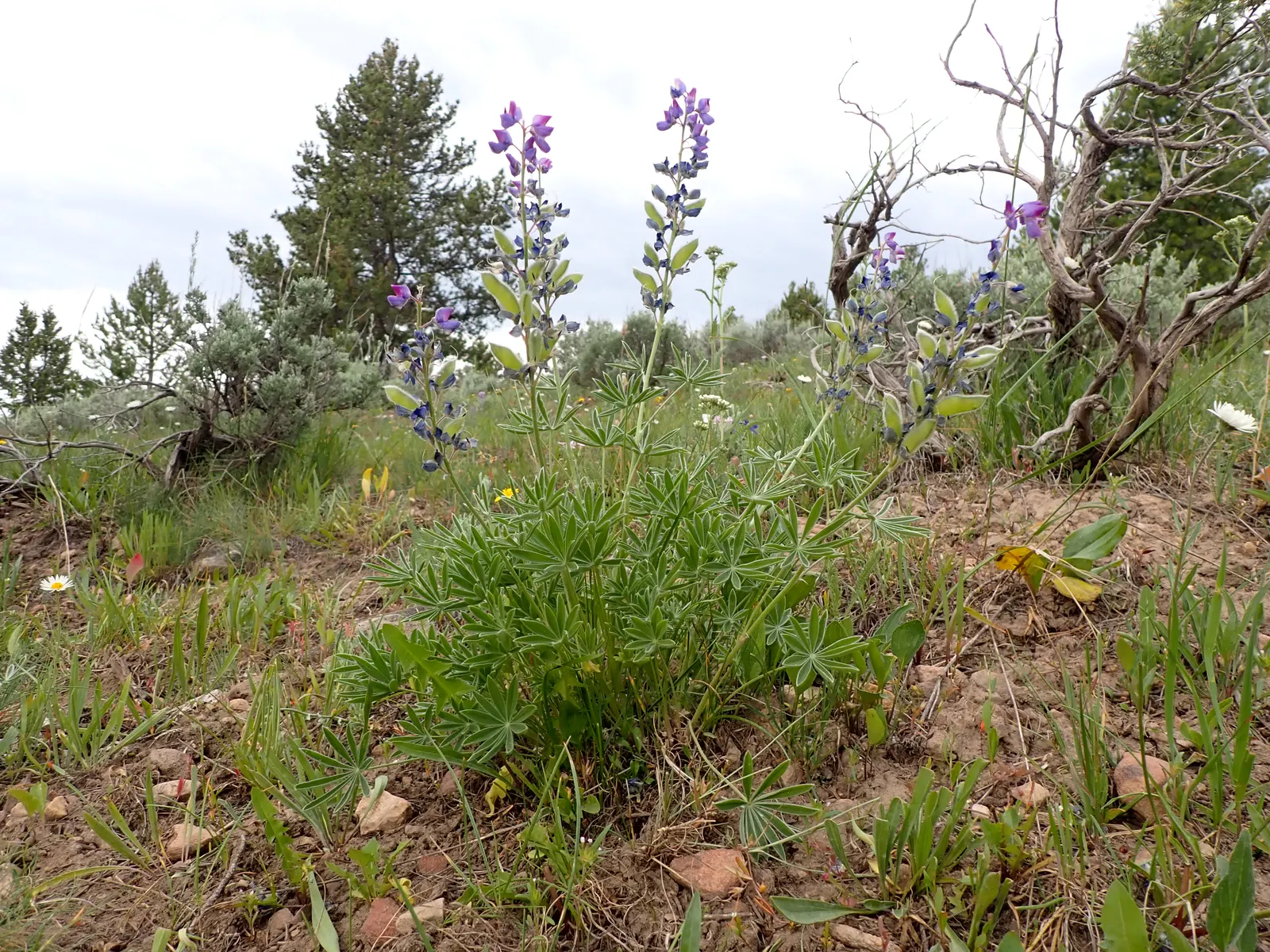 Pacific Lupine (Lupinus Lepidus) — ground cover / perennial for full; ultimately supporting local ecosystems and adding life to your design, image 87