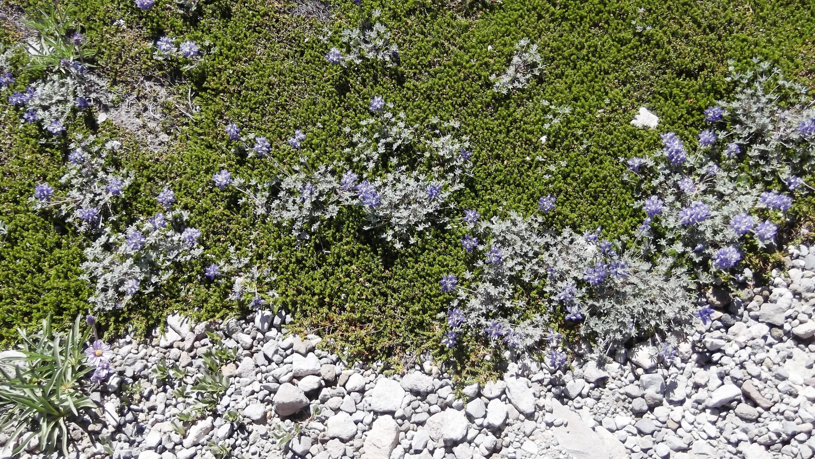 Pacific Lupine (Lupinus Lepidus) — is a perennial herbaceous plant that brings vibrant color and diversity to any landscape; hardiness zones 4-8, image 67