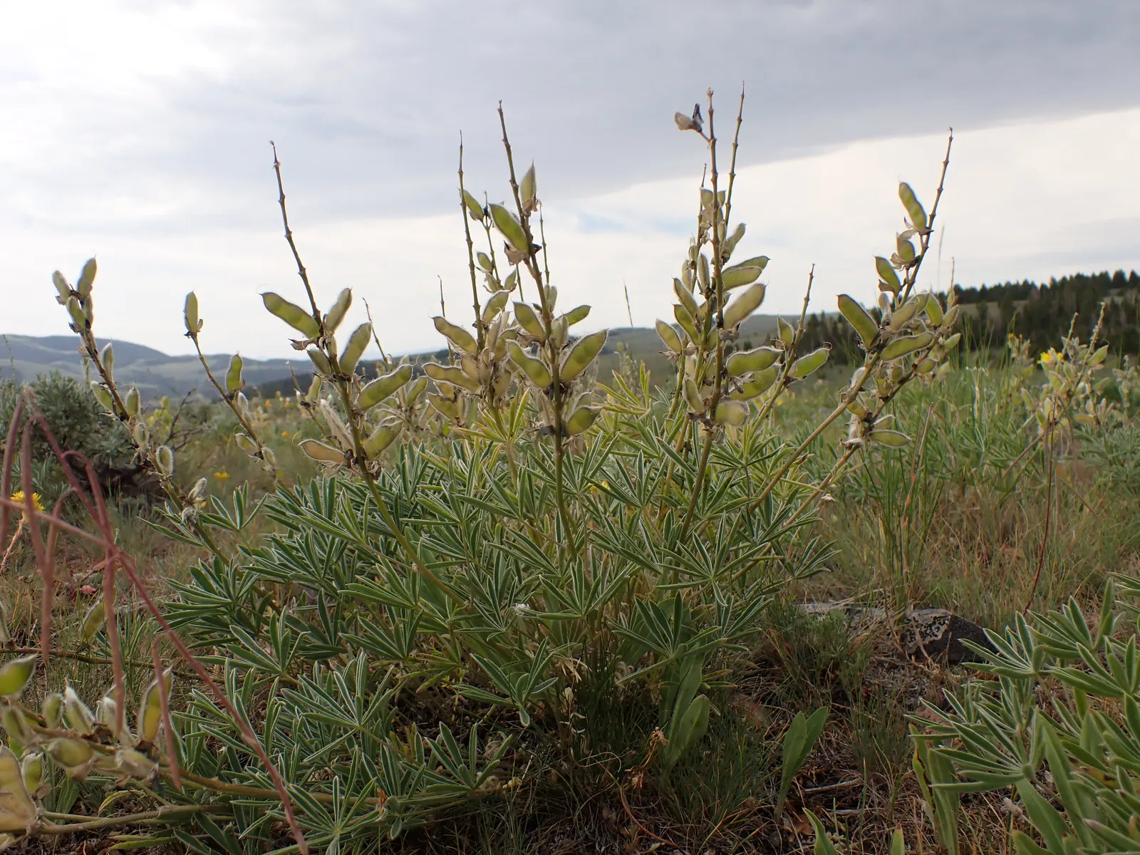 Pacific Lupine (Lupinus Lepidus) — When considering its integration into your garden design