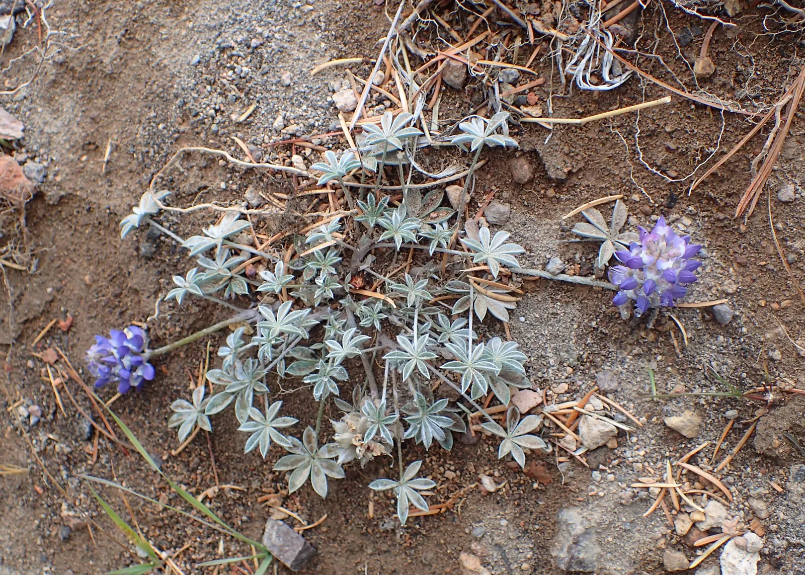 Pacific Lupine (Lupinus Lepidus) — This lupine species is also known for its ability to fix nitrogen in the soil