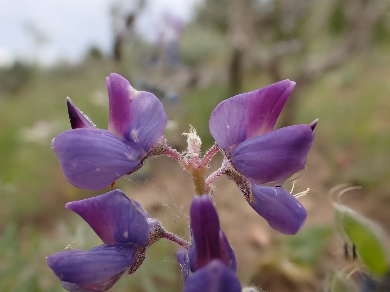 Pacific Lupine (Lupinus Lepidus) — This nitrogen-fixing legume enhances soil fertility; incorporate this stunning plant to attract pollinators such, image 62
