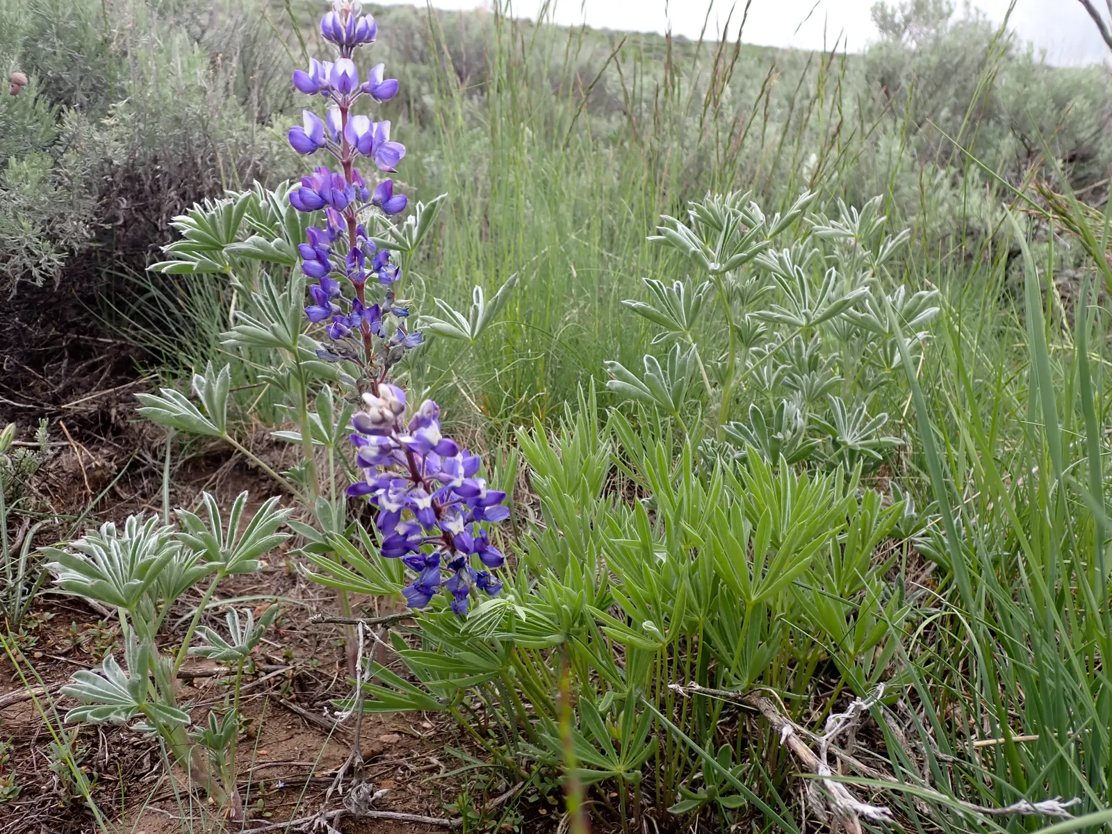 Pacific Lupine (Lupinus Lepidus) — so exercise caution if pets or children will be frequenting the garden area