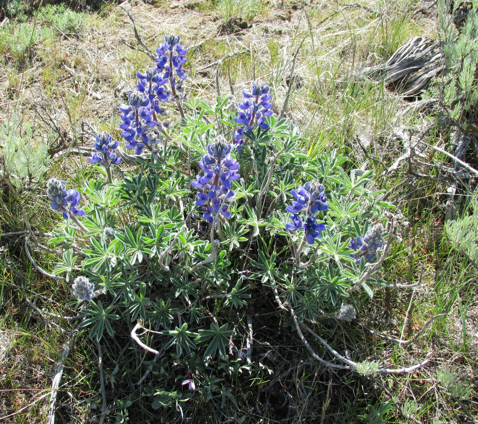 Pacific Lupine (Lupinus Lepidus) — hardiness zones 4-8, preferring full to partial sun; when considering its integration into your garden design, image 60