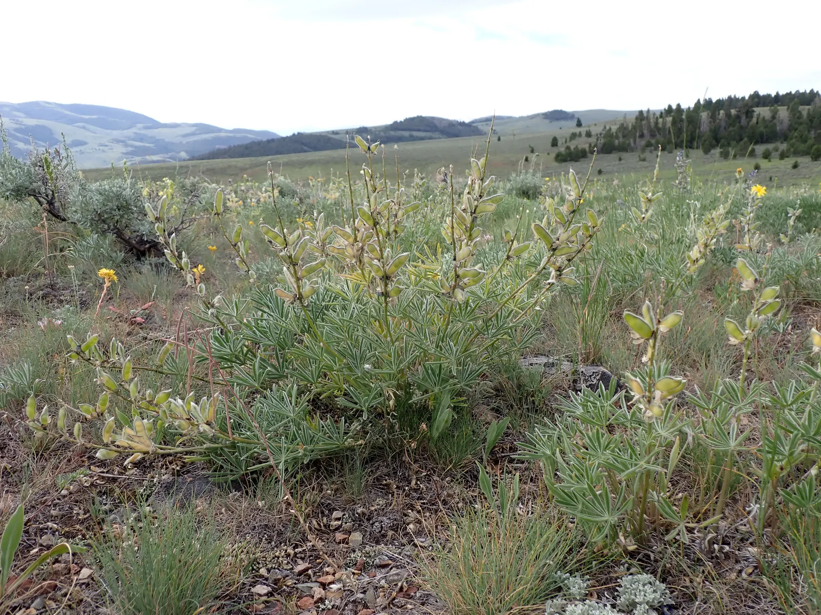 Pacific Lupine (Lupinus Lepidus) — scientifically known as Lupinus lepidus; so exercise caution if pets or children will be frequenting the garden, image 66