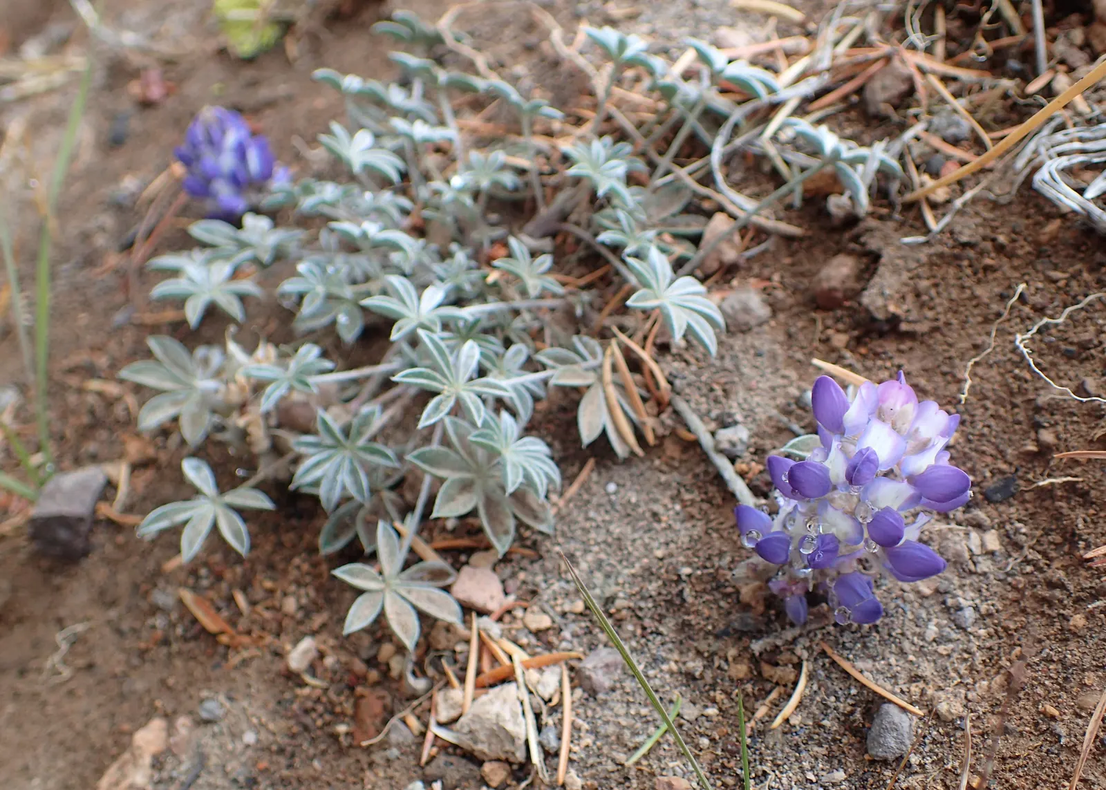 Pacific Lupine (Lupinus Lepidus) — The Pacific Lupine blooms profusely in dense, erect spikes measuring 3 to 7 inches tall; this lupine species is also known