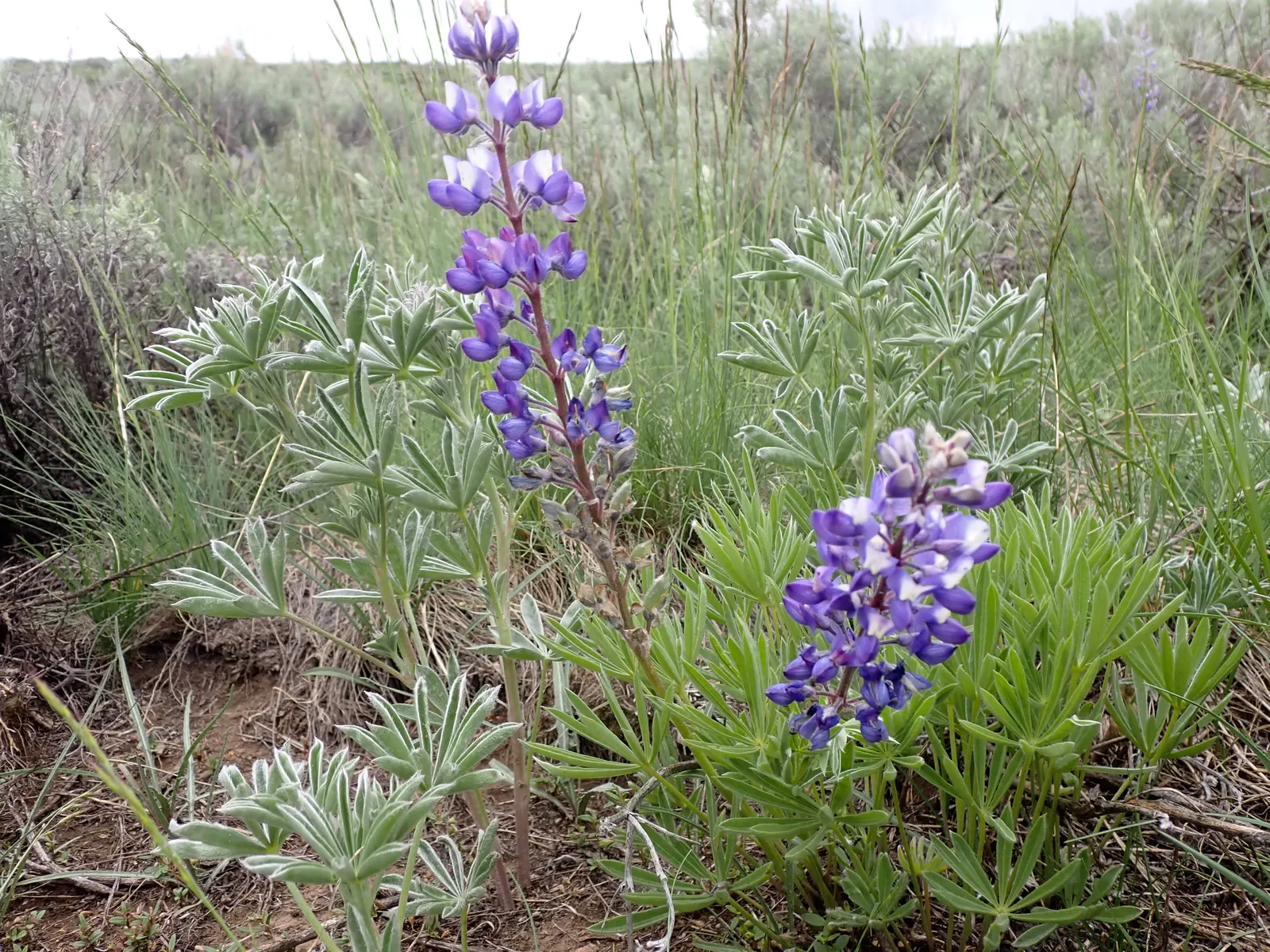 Pacific Lupine (Lupinus Lepidus) — hardiness zones 4-8, preferring full to partial sun