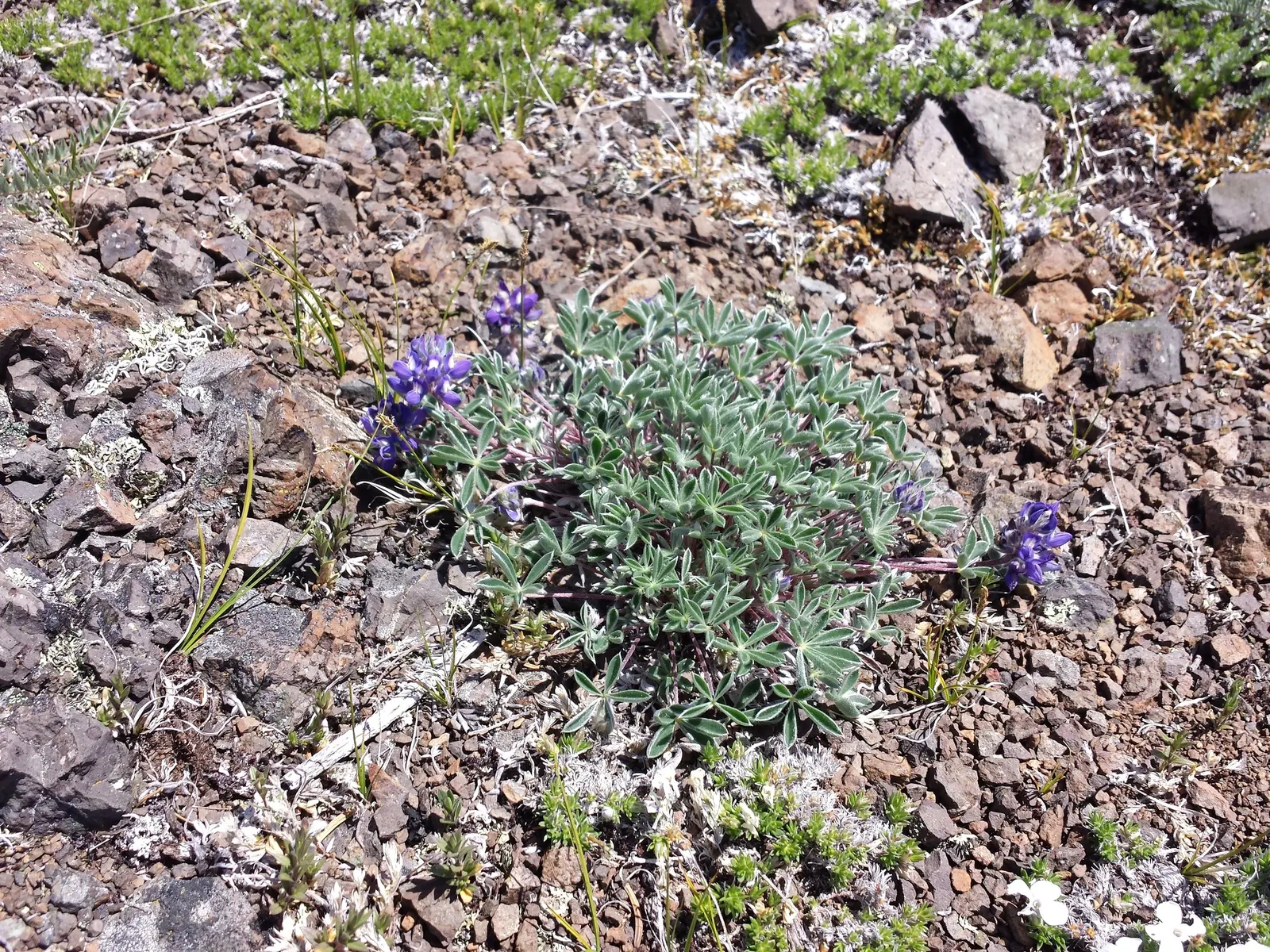 Pacific Lupine (Lupinus Lepidus) — ultimately supporting local ecosystems and adding life to your design; perfect for restoration projects, image 84