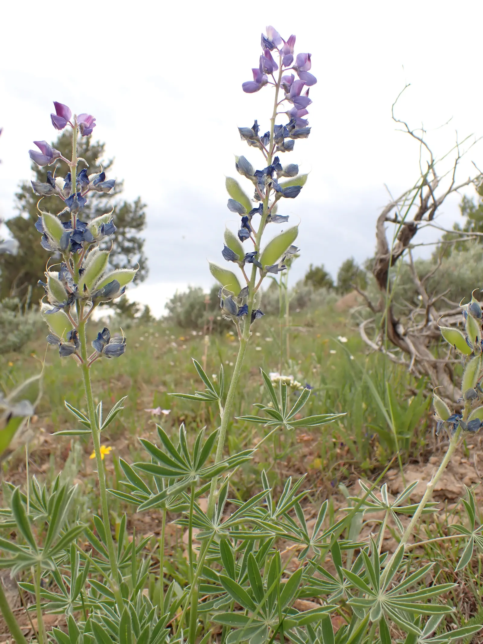 Pacific Lupine (Lupinus Lepidus) — is a perennial herbaceous plant that brings vibrant color and diversity to any landscape; hardiness zones 4-8, preferring