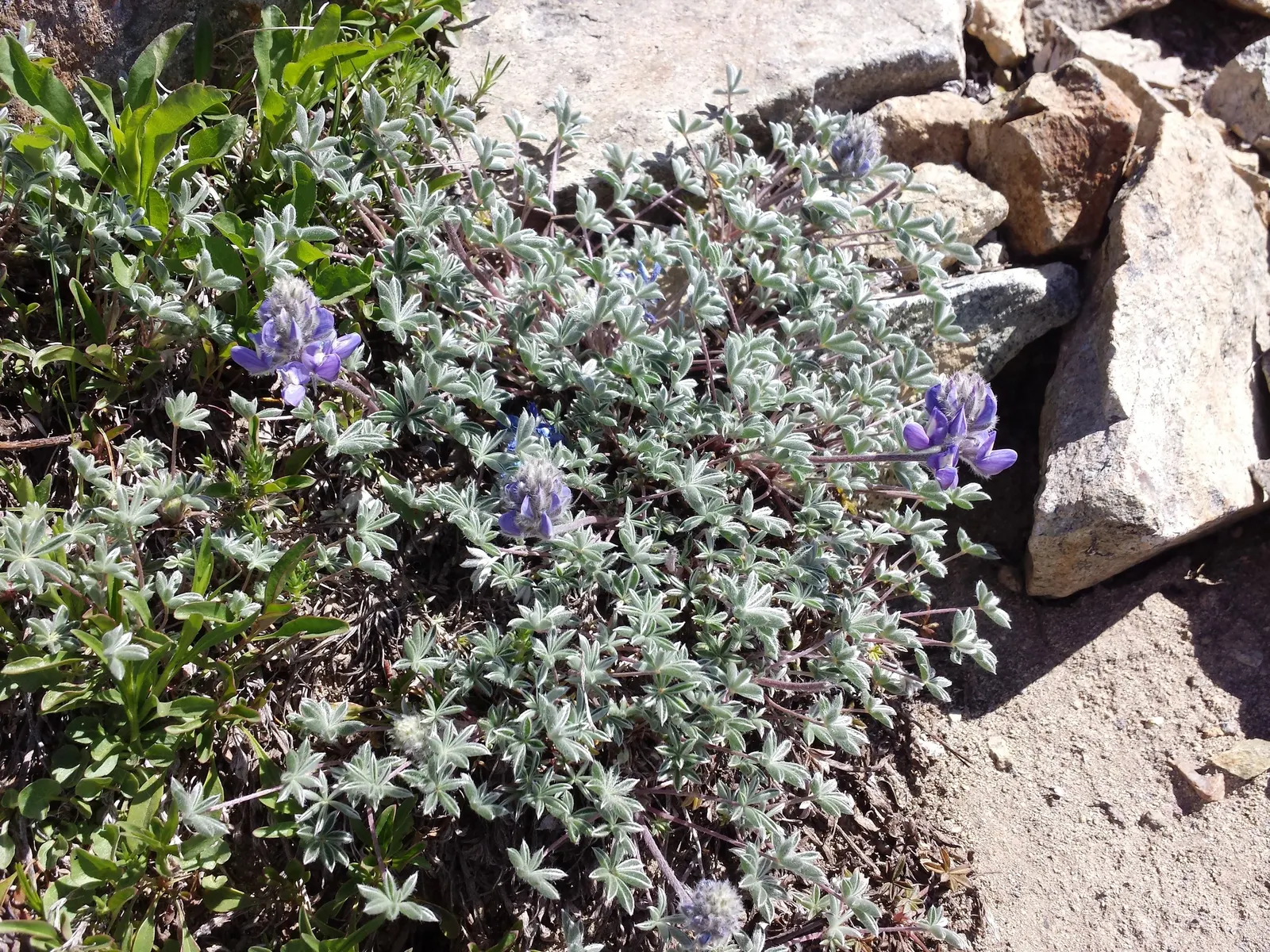 Pacific Lupine (Lupinus Lepidus) — each bearing 5 to 9 leaflets that create a whorled appearance reminiscent of a hand with outspread fingers, image 71
