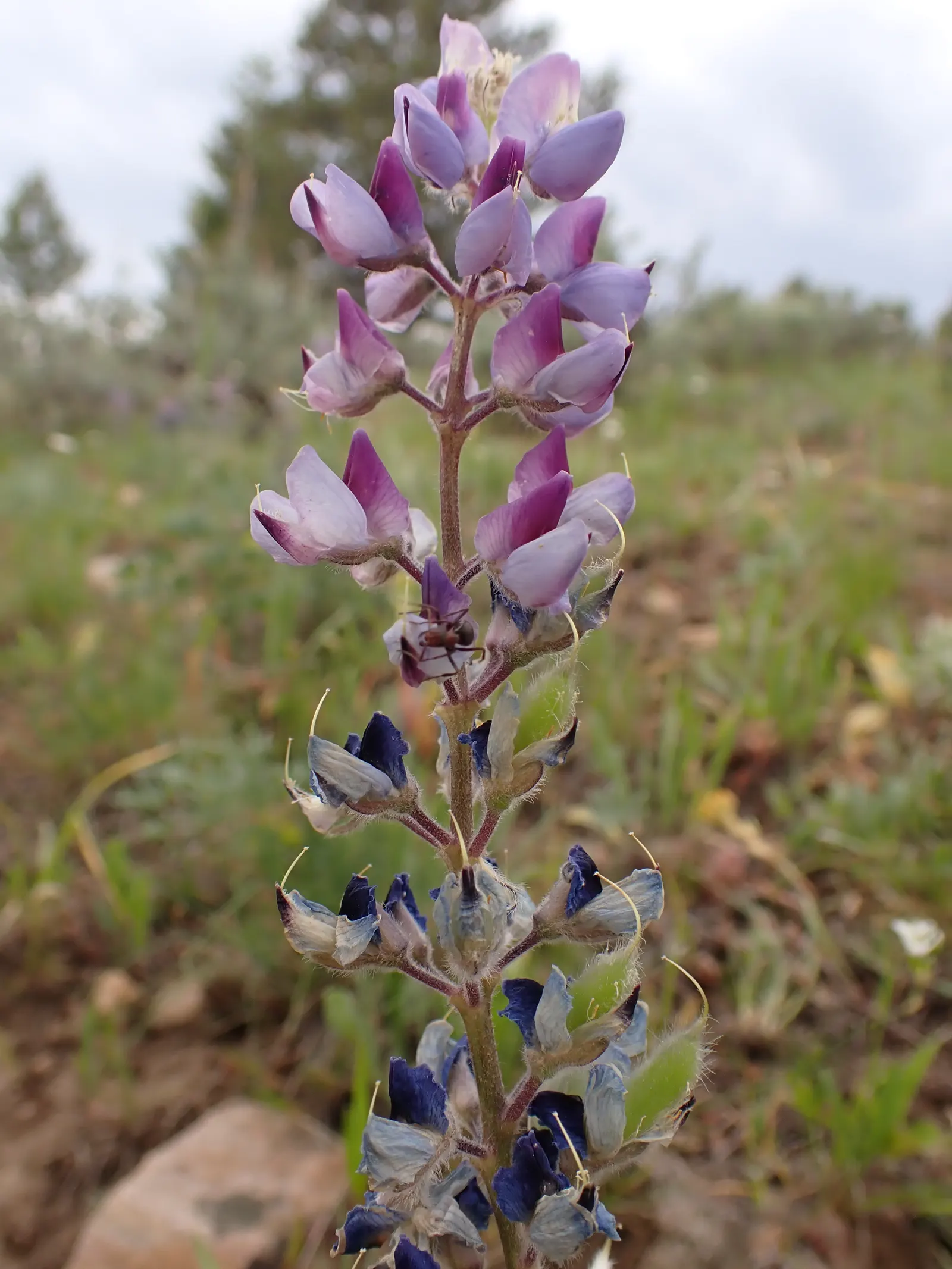 Pacific Lupine (Lupinus Lepidus) — keep in mind its moderate stature