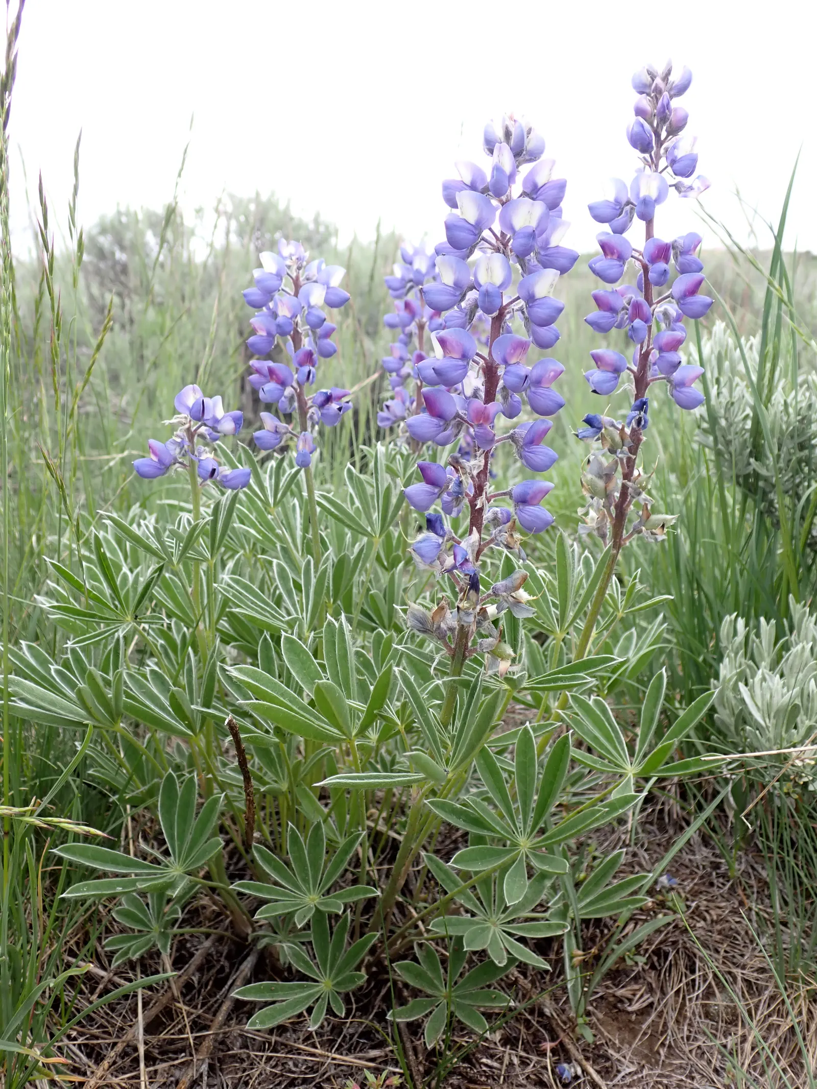 Pacific Lupine (Lupinus Lepidus) — A perennial reaching 1-2 feet tall, it showcases vibrant blue to violet spikes in late spring to early summer, image 90