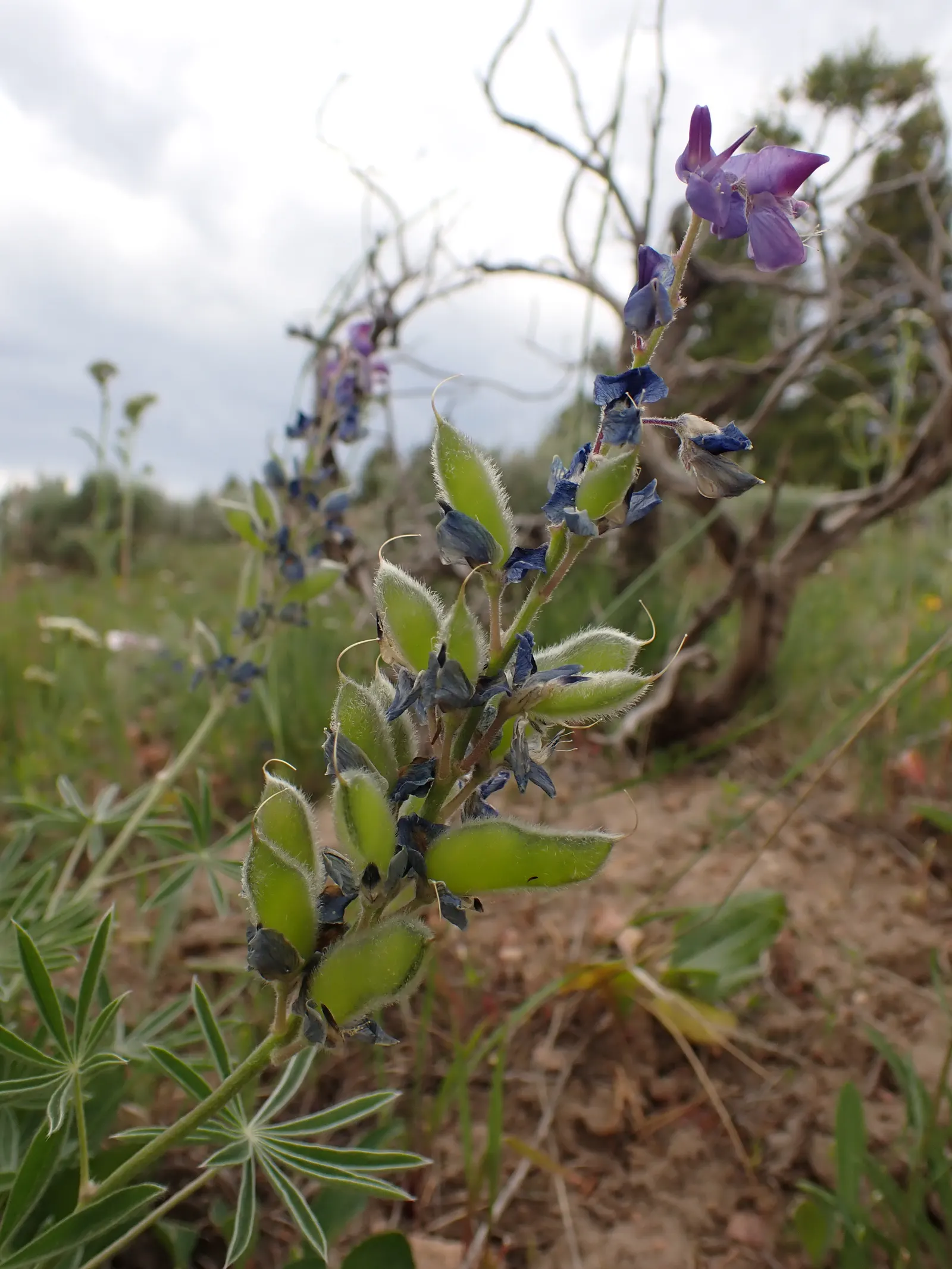 Pacific Lupine (Lupinus Lepidus) — These leaves are typically 1 to 3 inches long; scientifically known as Lupinus lepidus