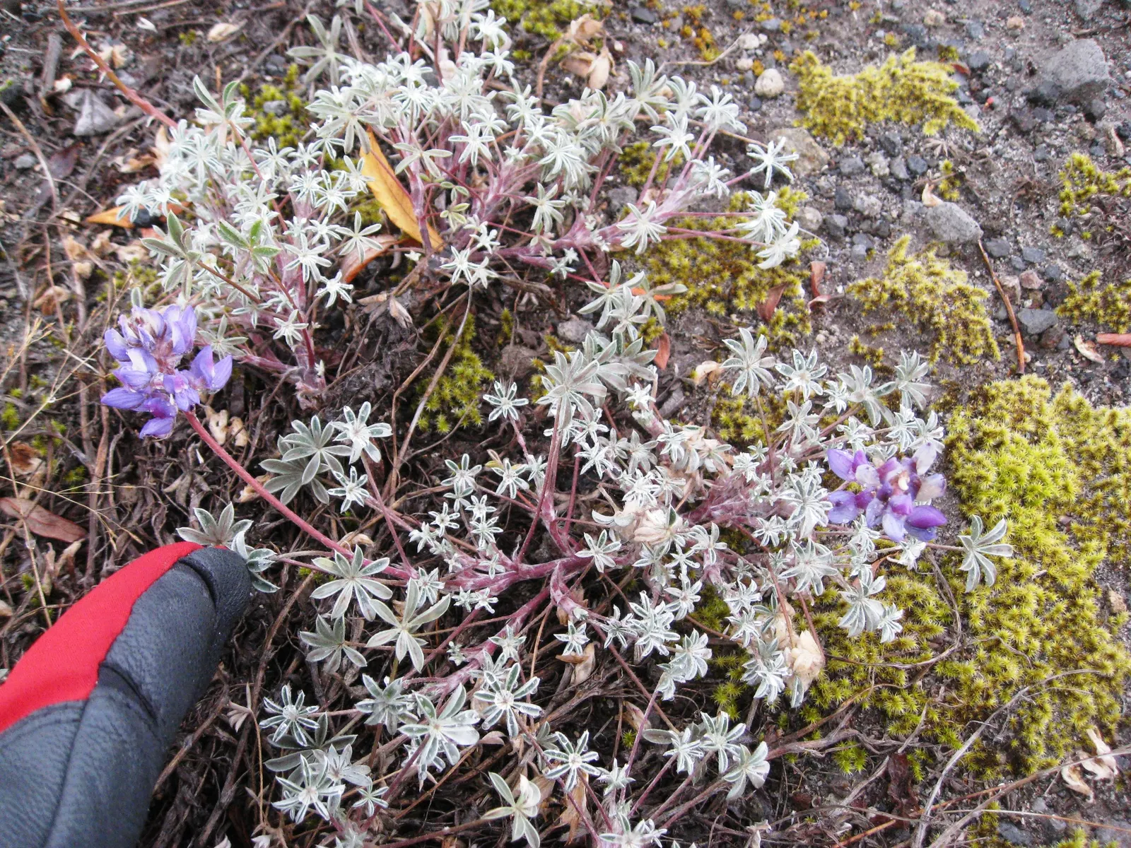 Pacific Lupine (Lupinus Lepidus) — so exercise caution if pets or children will be frequenting the garden area; lupinus lepidus requires minimal watering
