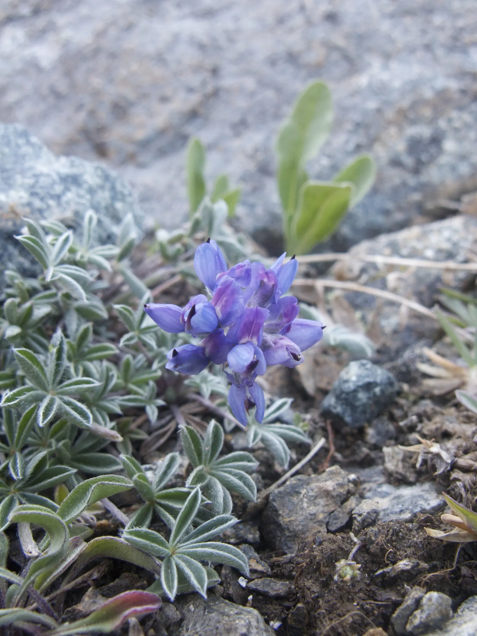 Pacific Lupine (Lupinus Lepidus) — Requires well-drained soil, moderately drought-resistant once established; this species is native to the western, image 93