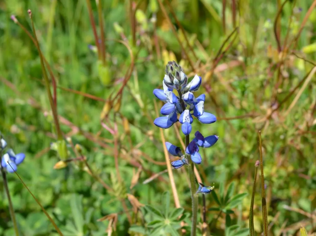 Pacific Lupine (Lupinus Lepidus) — making it a low-maintenance and eco-friendly option for your client's garden; ground cover / perennial with blue and purple