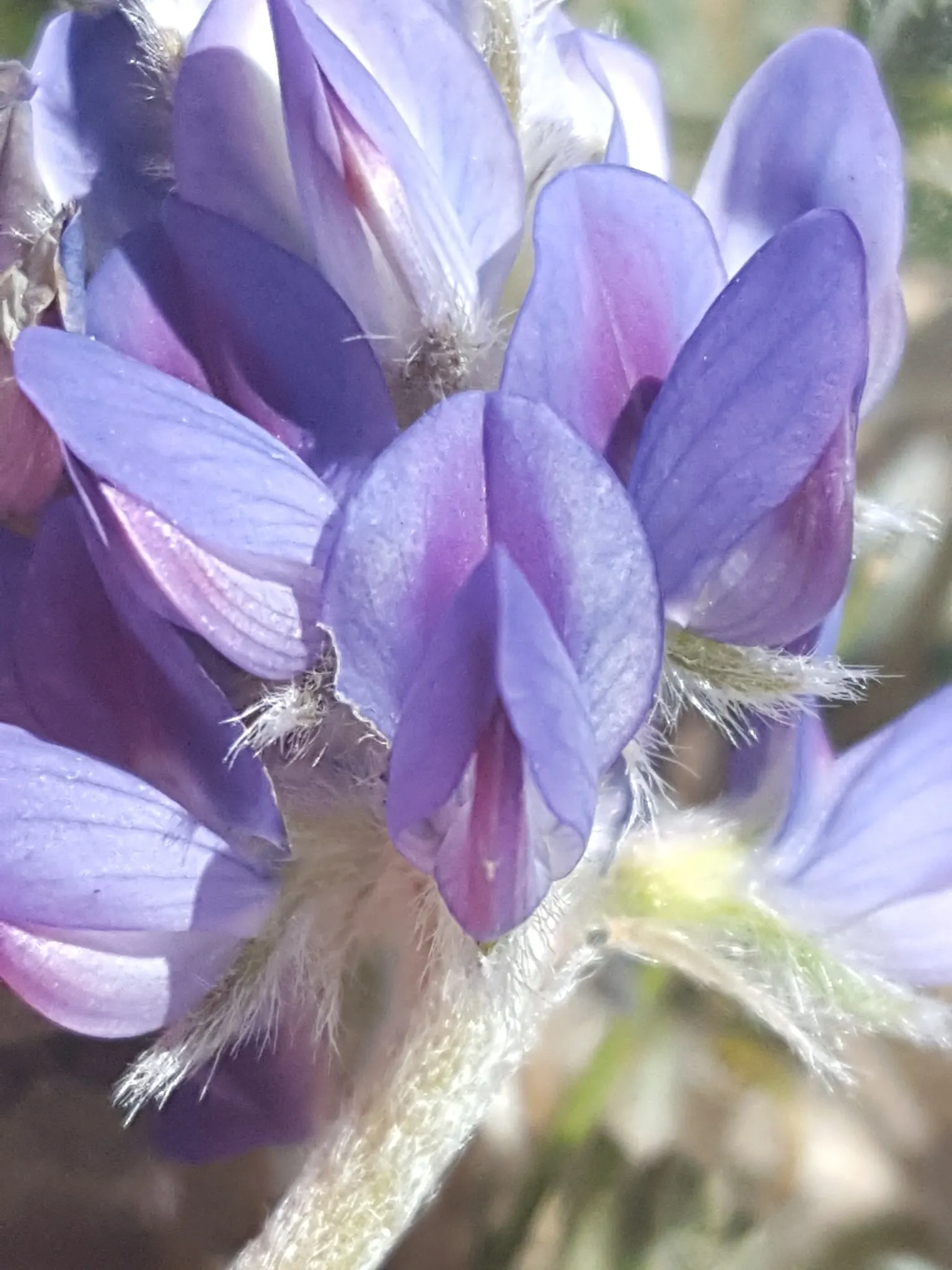 Pacific Lupine (Lupinus Lepidus) — sometimes with accents of pink or white; space plants about 1 foot apart for a lush, colorful display, image 76
