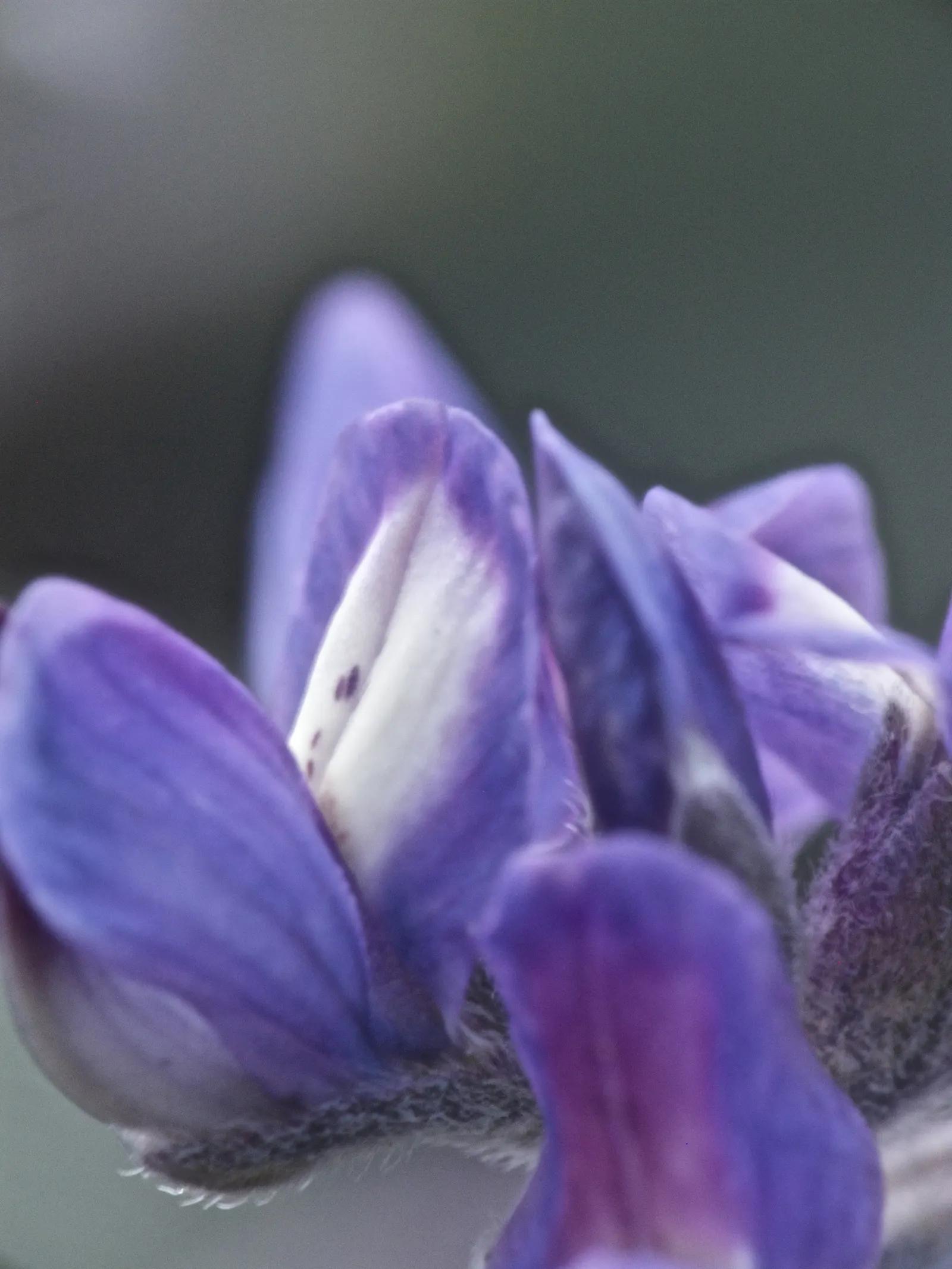 Pacific Lupine (Lupinus Lepidus) — This species is native to the western United States, particularly flourishing in the Pacific Northwest