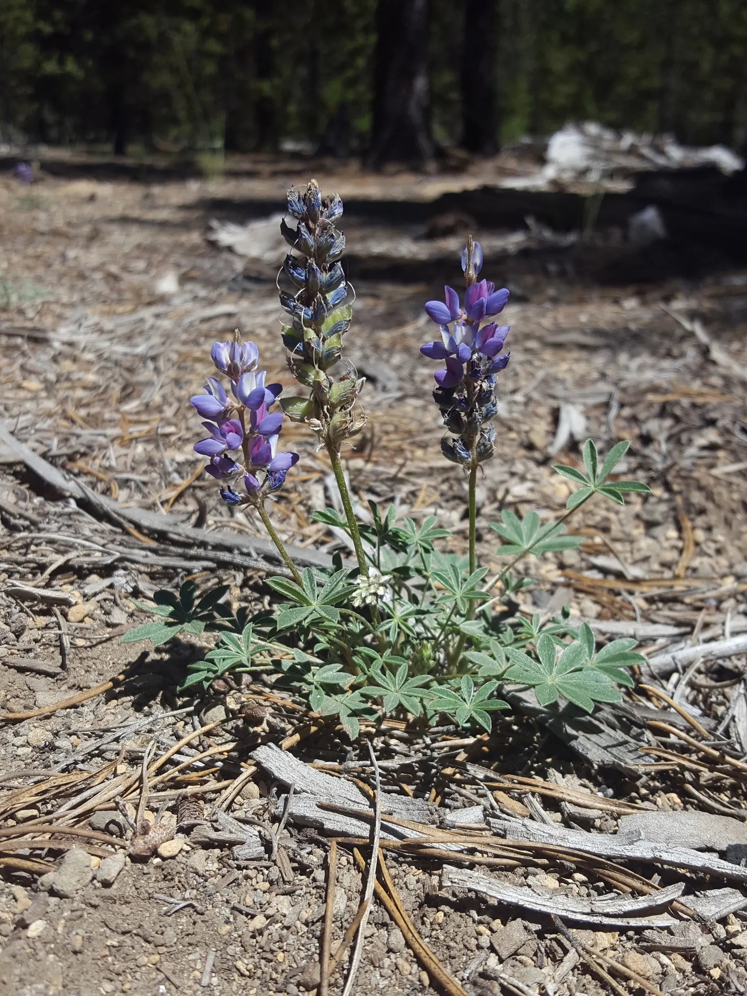Pacific Lupine (Lupinus Lepidus) — expect an eye-catching display of flowers, image 73